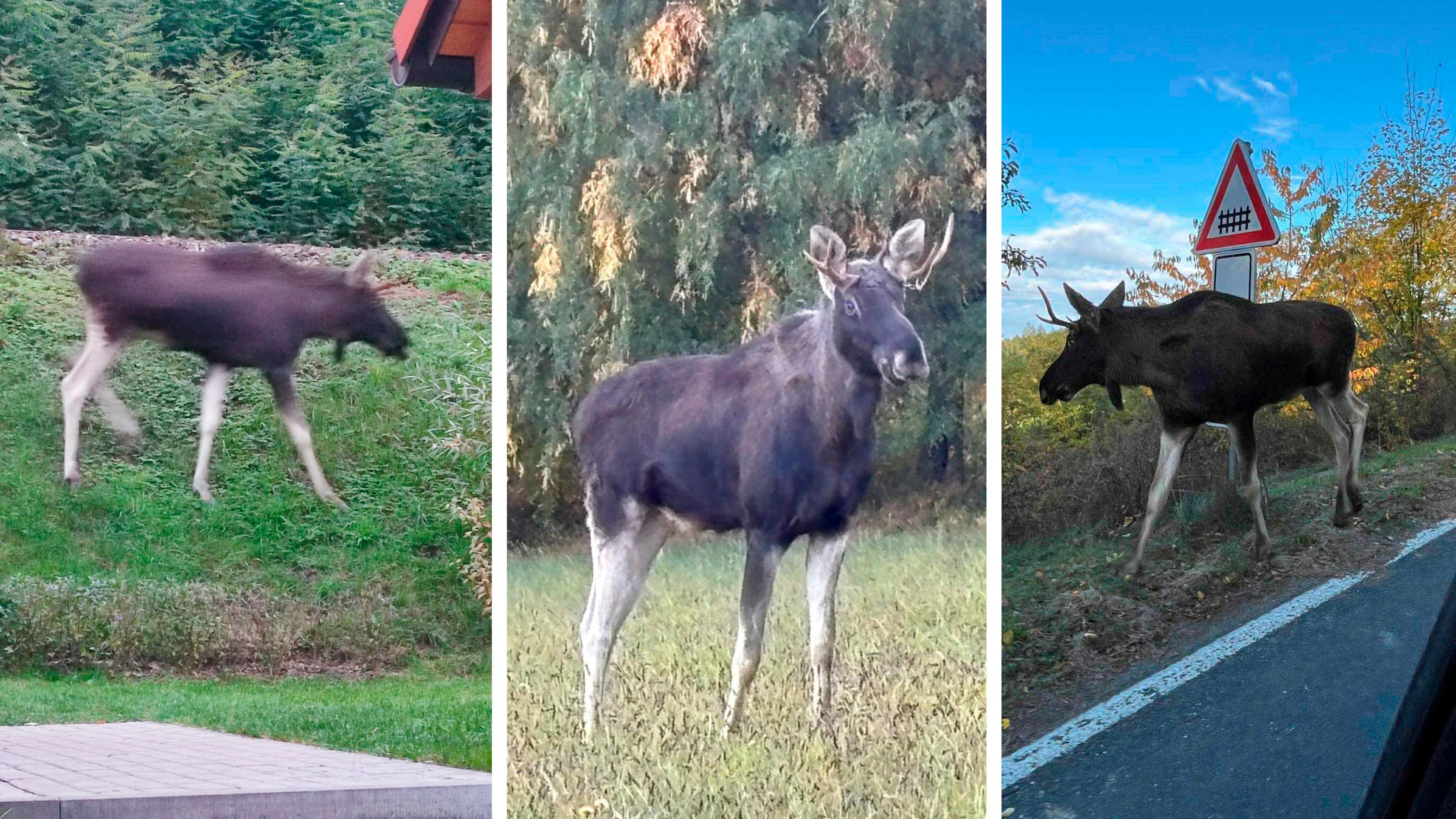 Wurde nun wieder mehrmals gesichtet: Publikumsliebling 