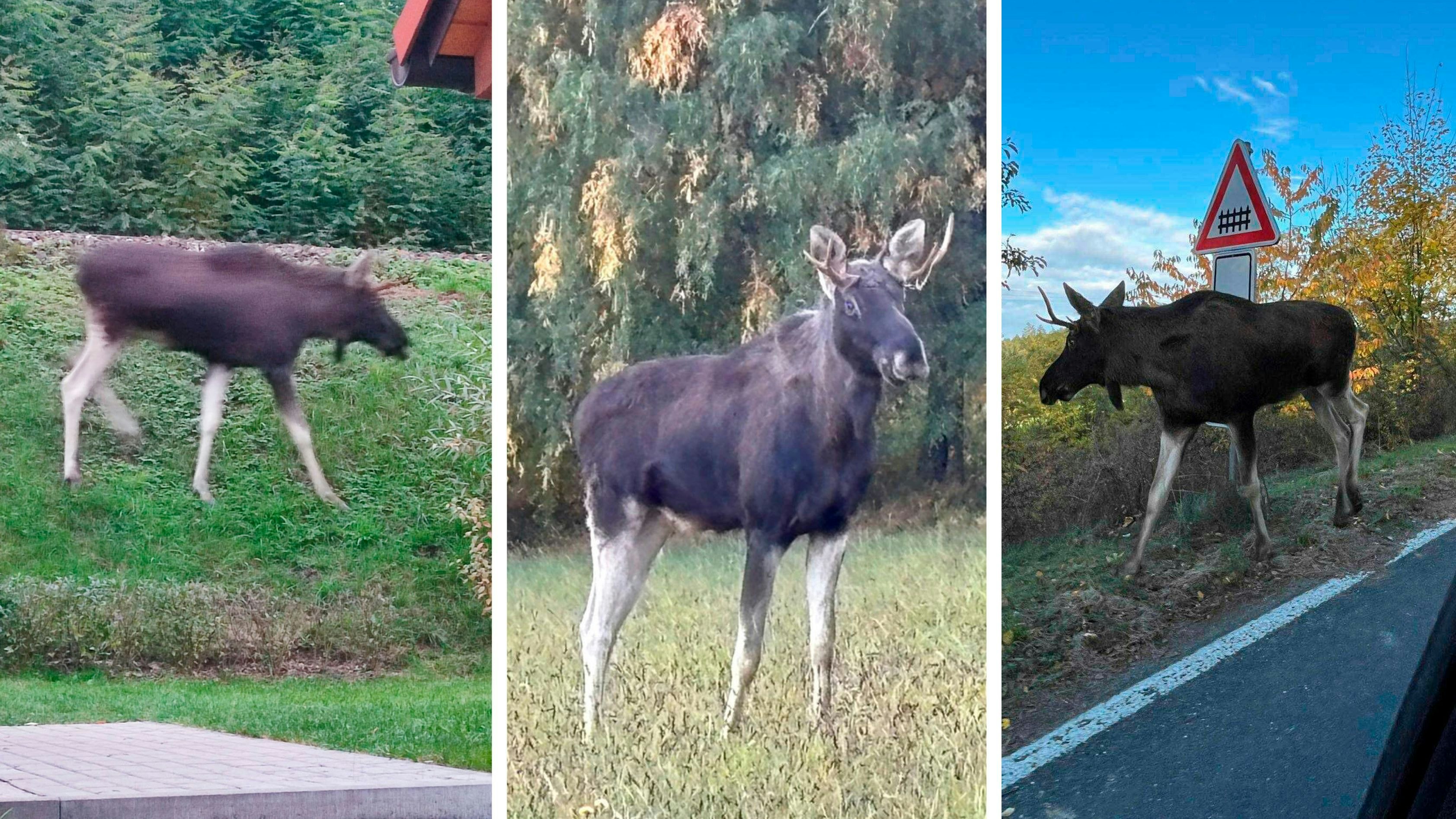 Heute.at - Ließ sich blicken – Elch Emil plötzlich aufgetaucht