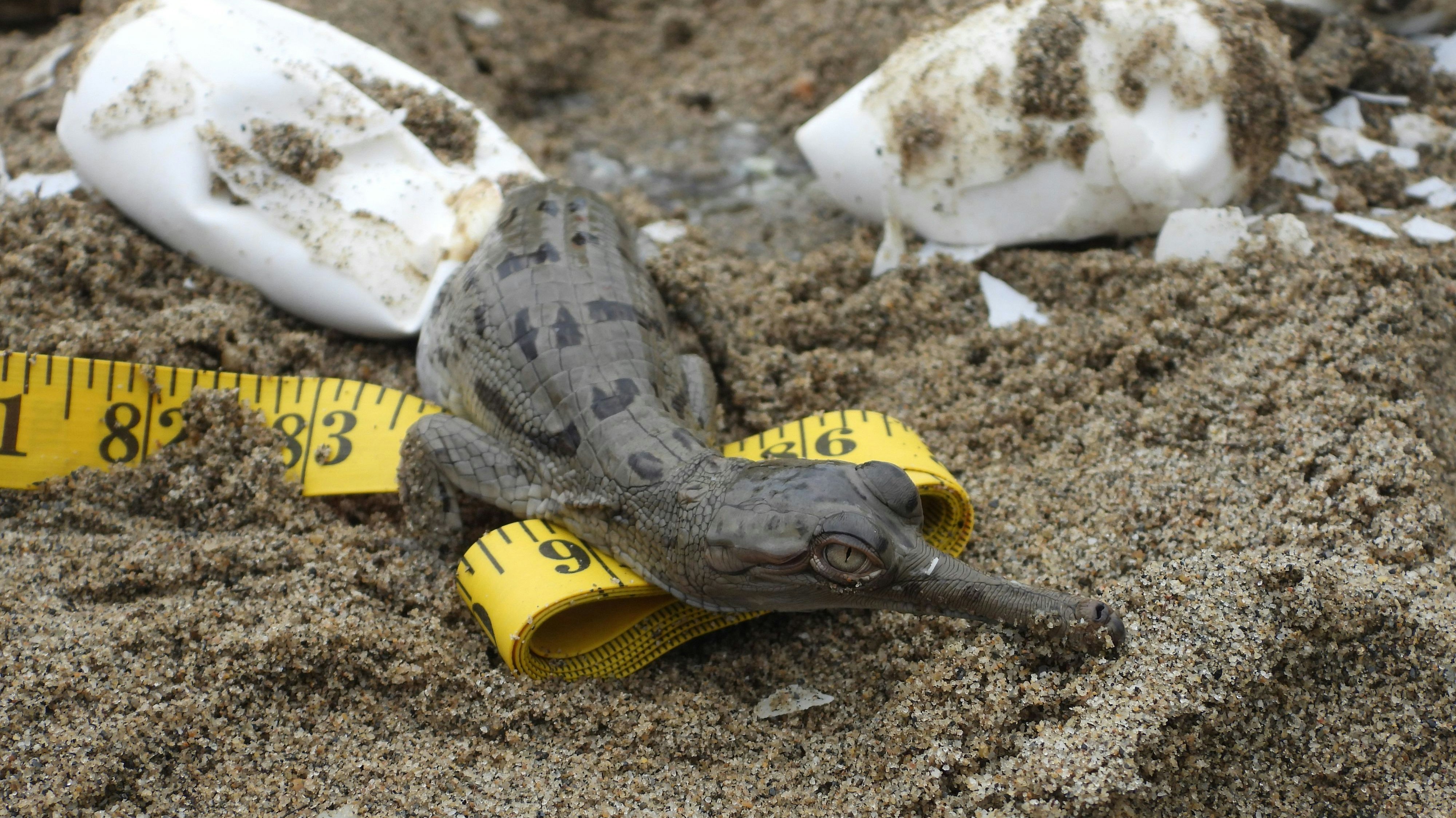 Gaviale leben in riesigen Sozialverbänden. 