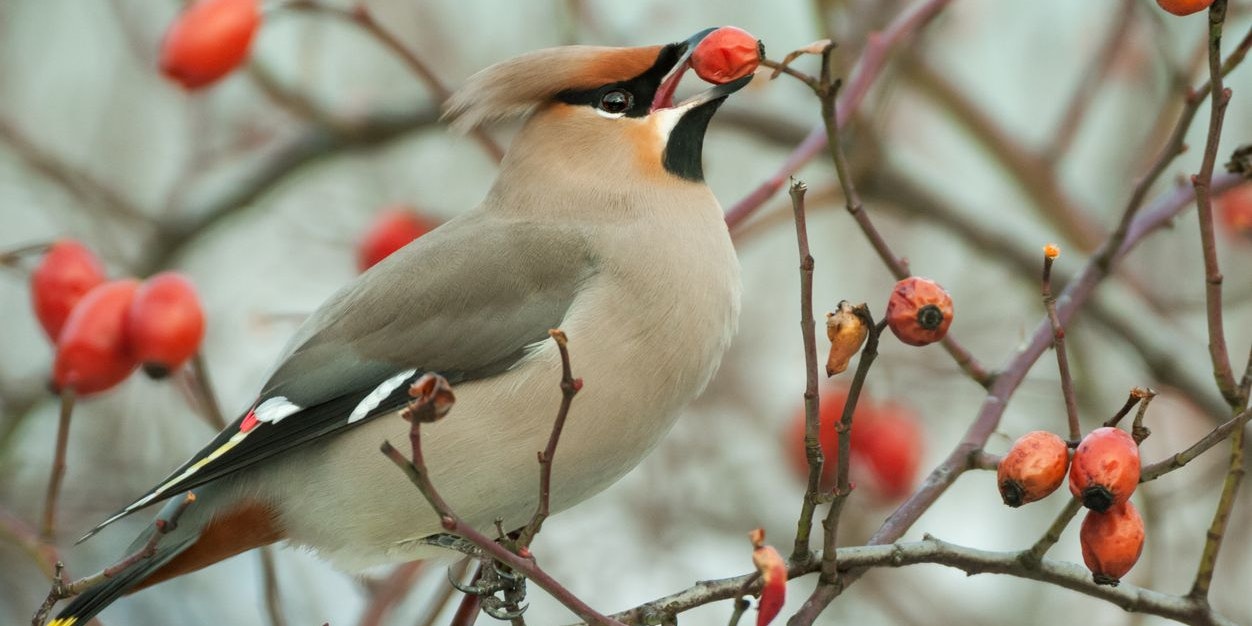 So ein hübscher Gast. Der "Seidenschwanz".