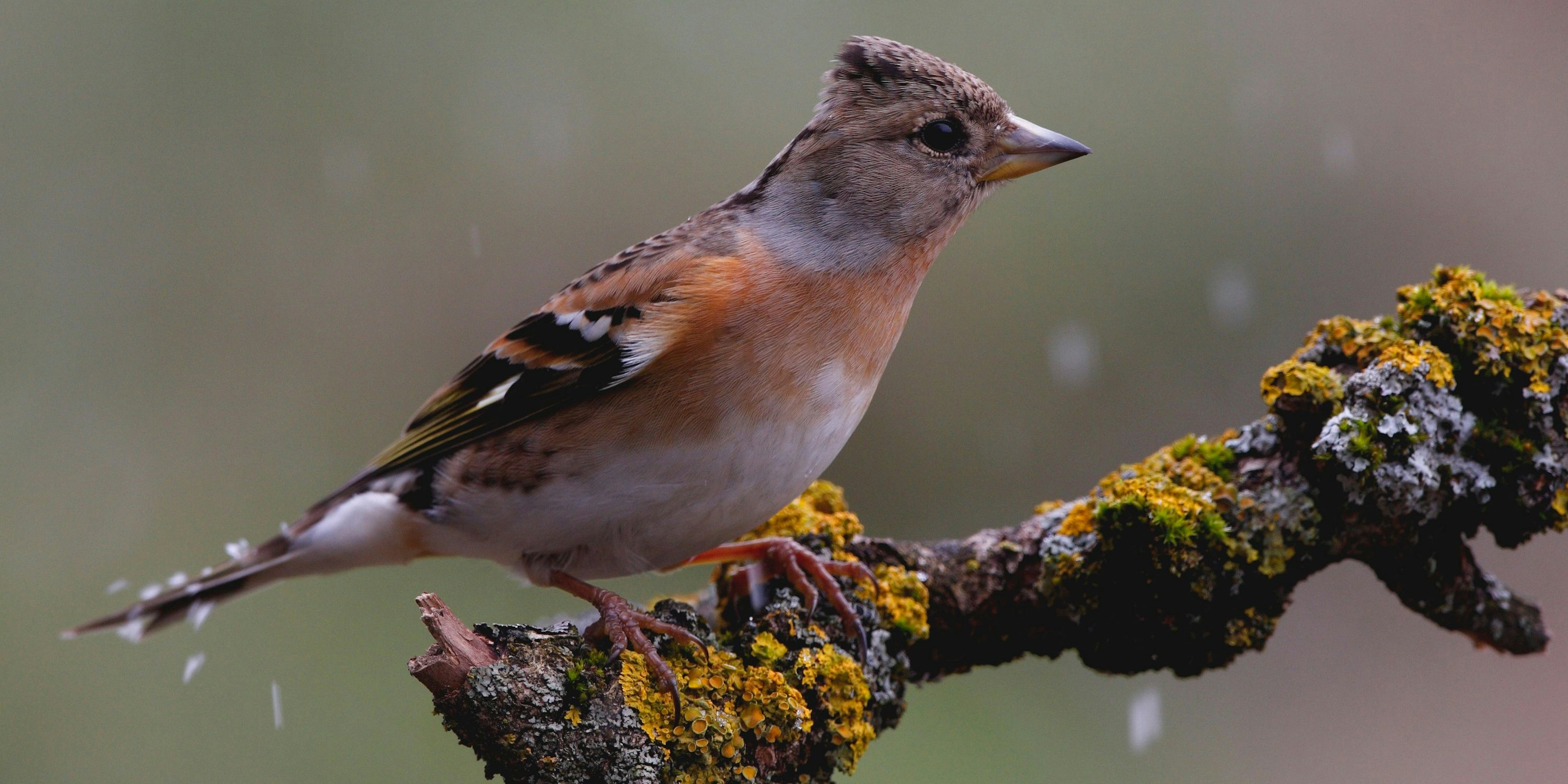 Der Bergfink verbringt den Winter ebenfalls gerne in Österreich.
