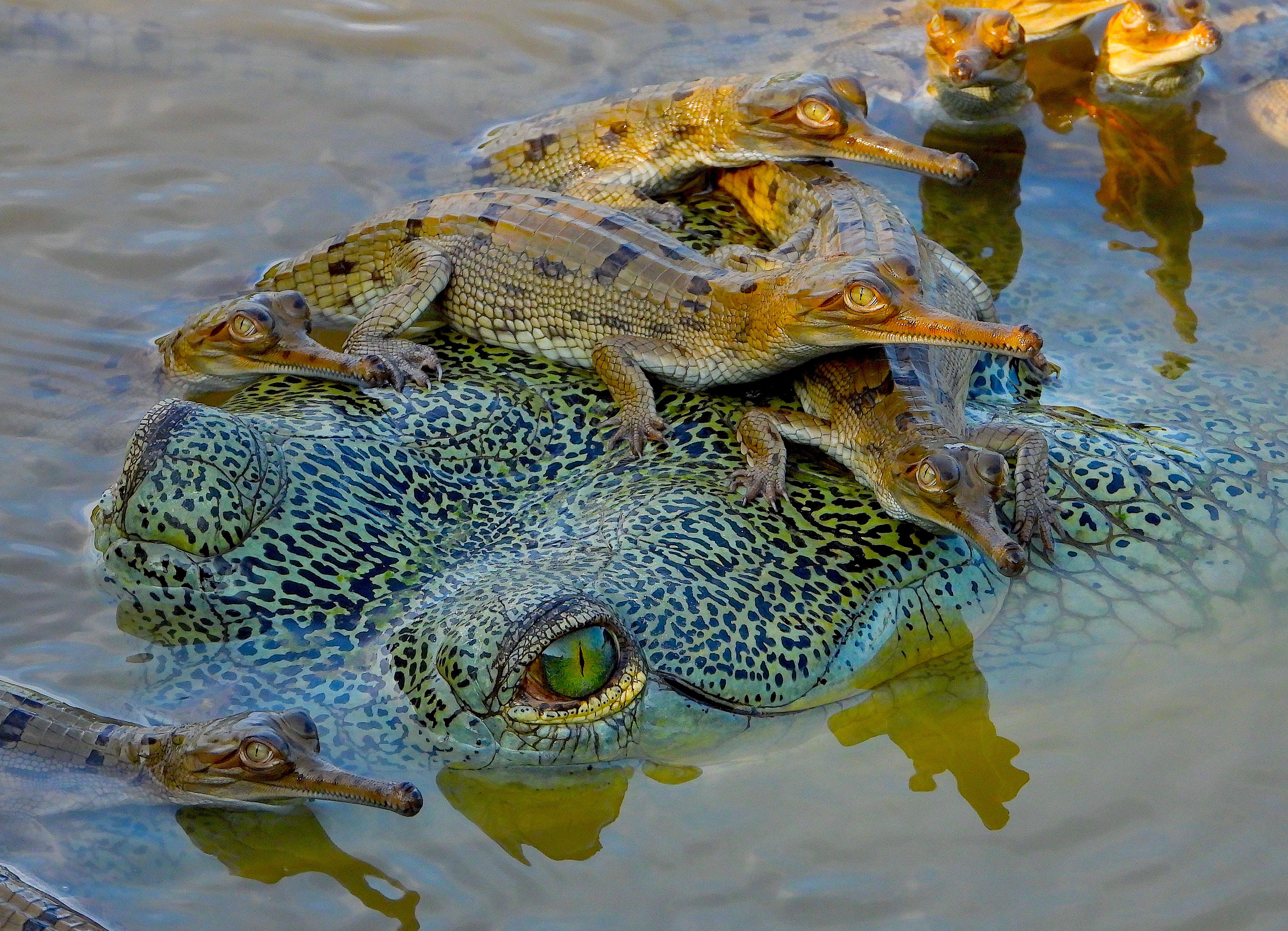 Heute.at - Das freundlichste Krokodil der Welt braucht Hilfe