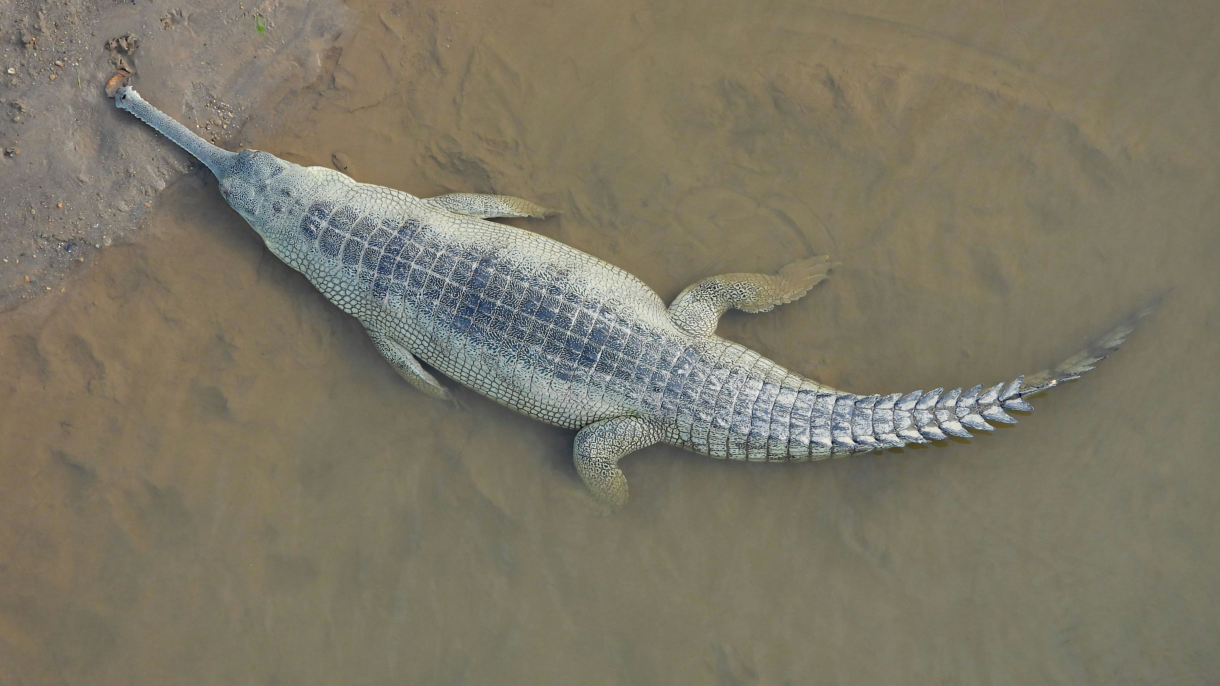 Gaviale könnten bis zu sechs Meter lang werden, auch wenn man solch lange Exemplare schon seit Jahrzehnten nicht mehr entdeckt hat. 