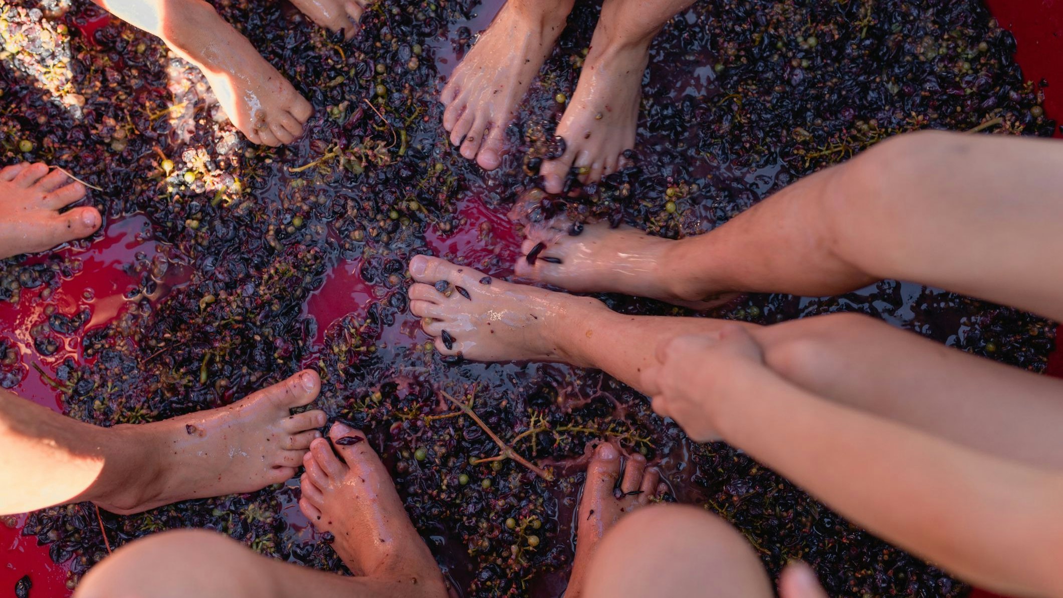 Die Weinlese in der Toskana ist ein Familienereignis, das Einheimische jeden Alters in die Weinberge von Chianti und in andere Weinregionen lockt.