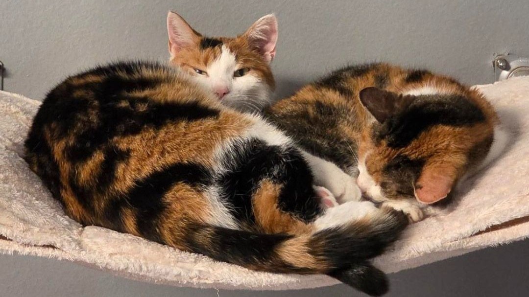 Katzen "Rihanna" und "Cher" suchen neues Zuhause
