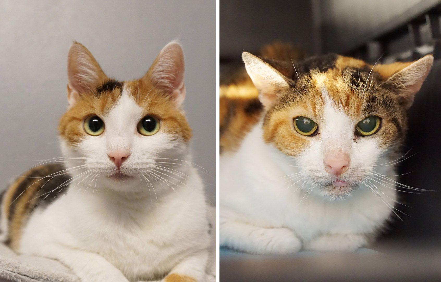 Heute.at - Star-Duo auf Samtpfoten – Rihanna und Cher