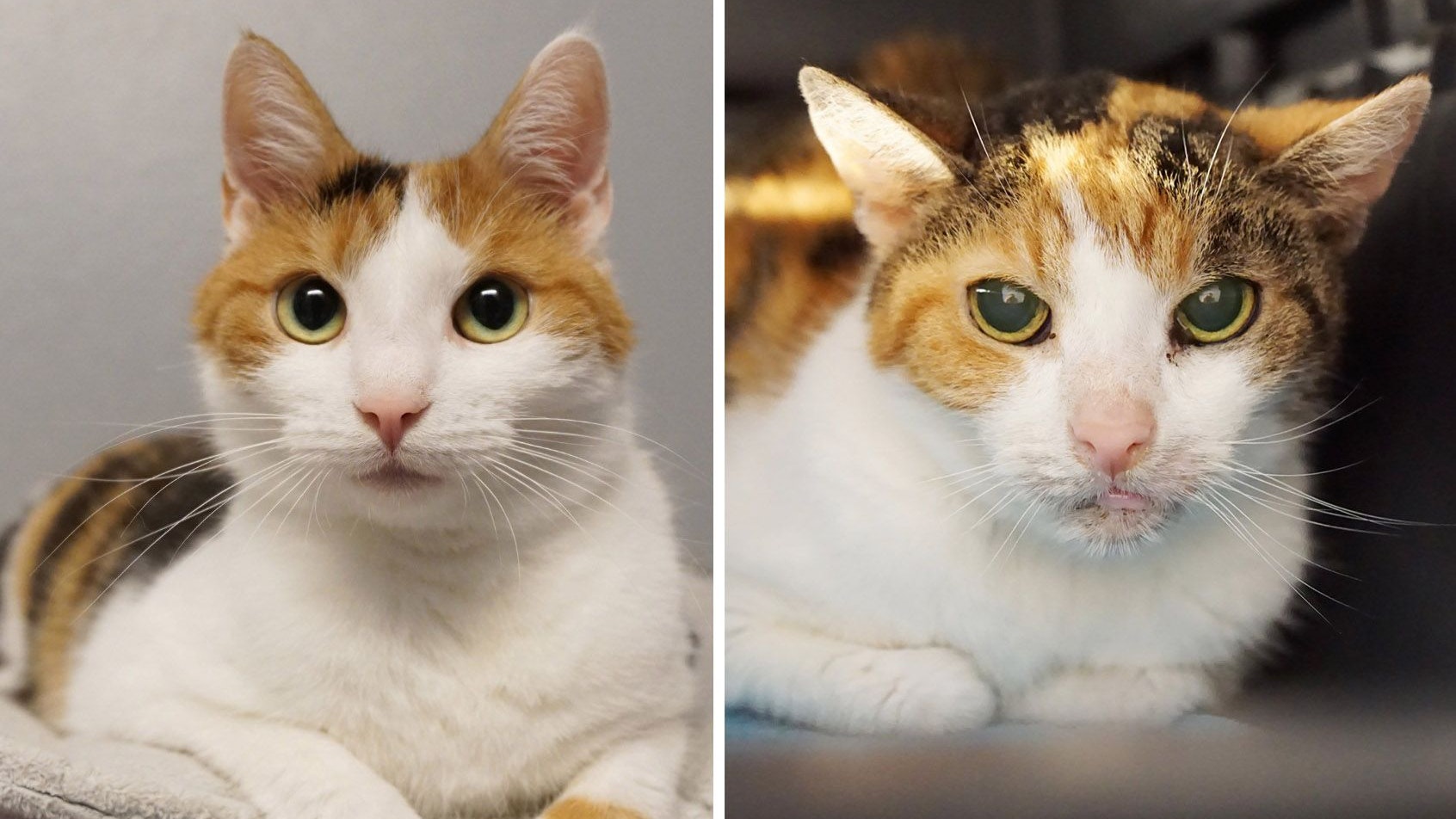 Heute.at - Star-Duo auf Samtpfoten – Rihanna und Cher