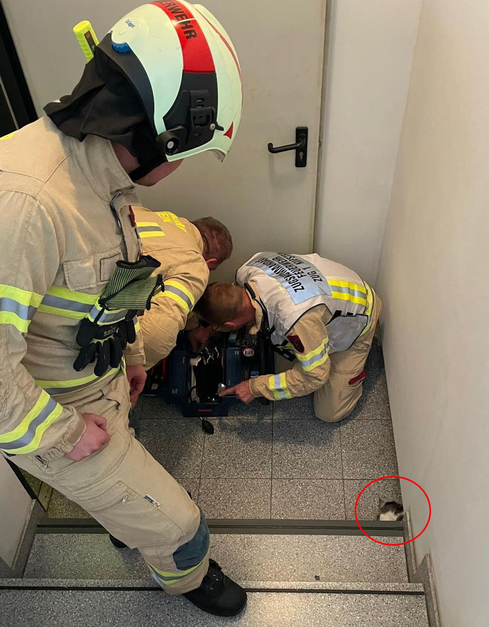  Kufstein-Tierische Rettung einer eingeklemmten Katze im Mauerwerk -Fotocredit: ZOOM.TIROL 