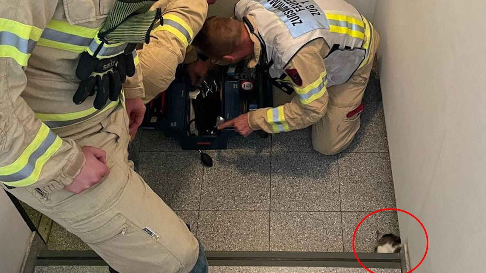 Heute.at - Kuriose Tierrettung! Katze steckte in Mauerwerk fest