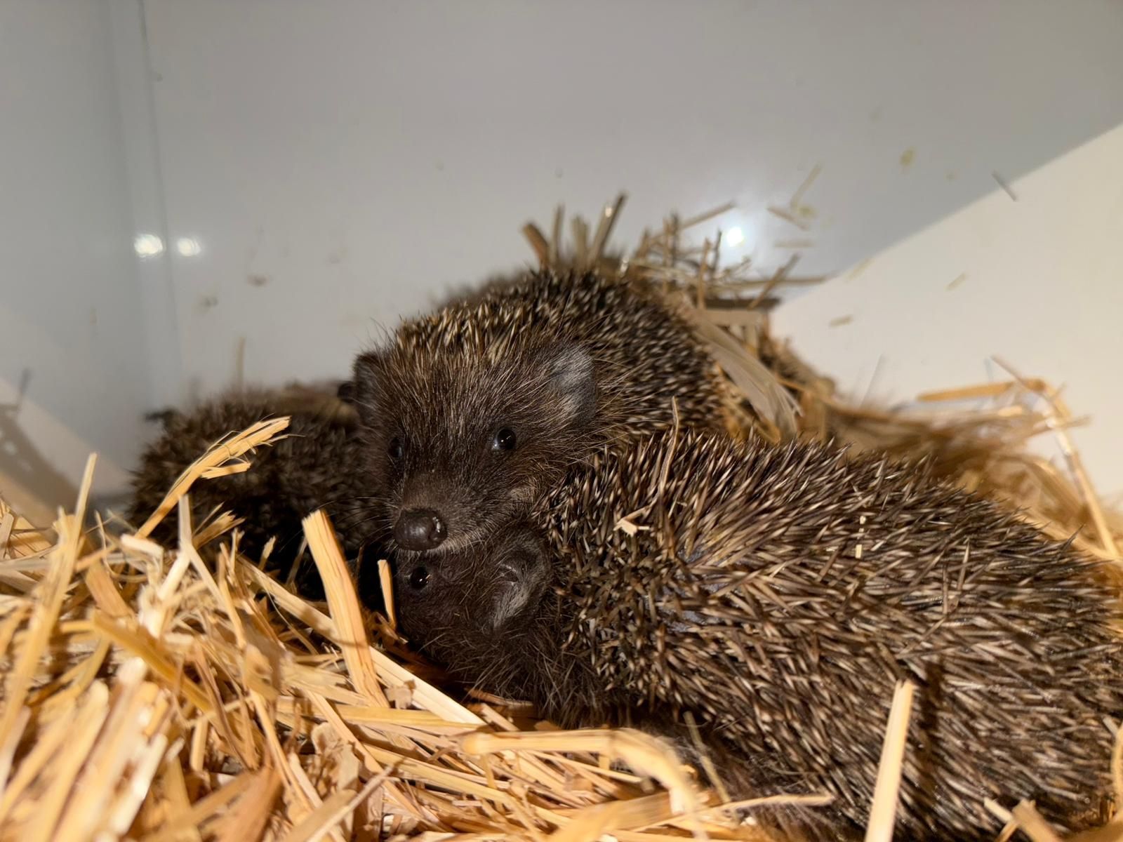 Heute.at - Hungrig und fast ertrunken! Frederick braucht uns