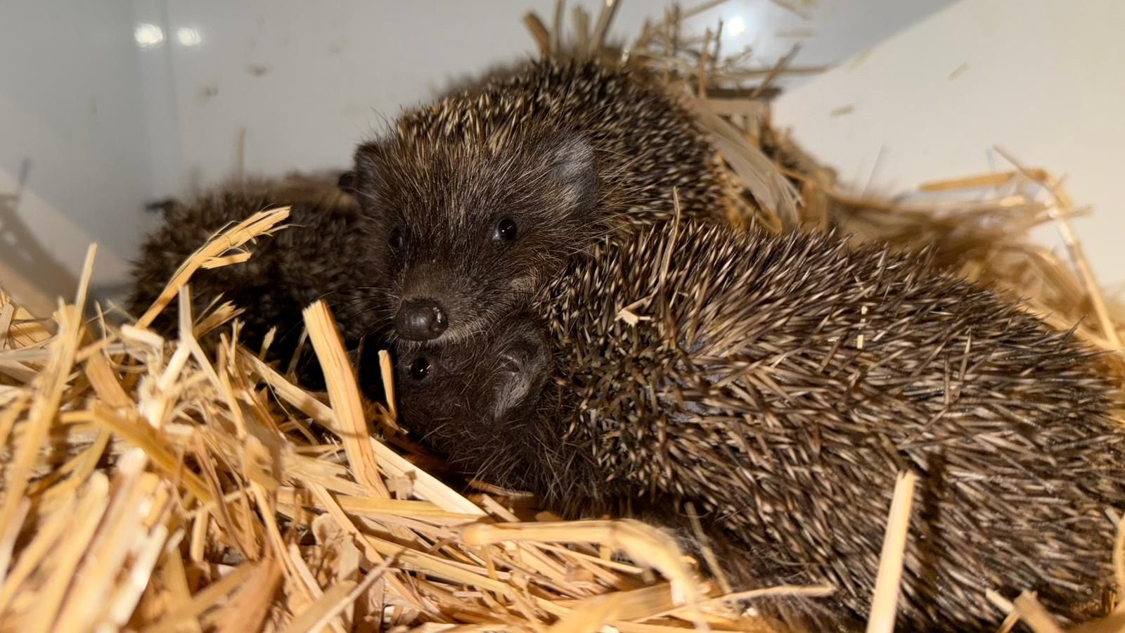 Heute.at - Hungrig und fast ertrunken! Frederick braucht uns