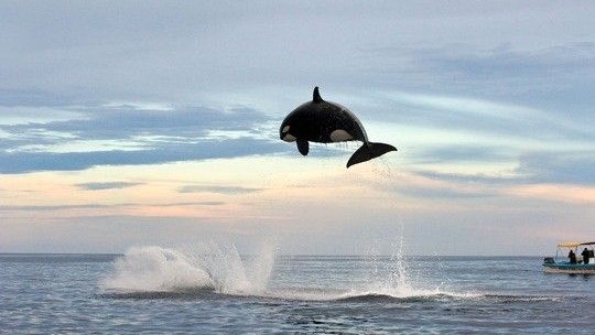 Heute.at - Deshalb wird Free-Willy immer ein Mythos bleiben