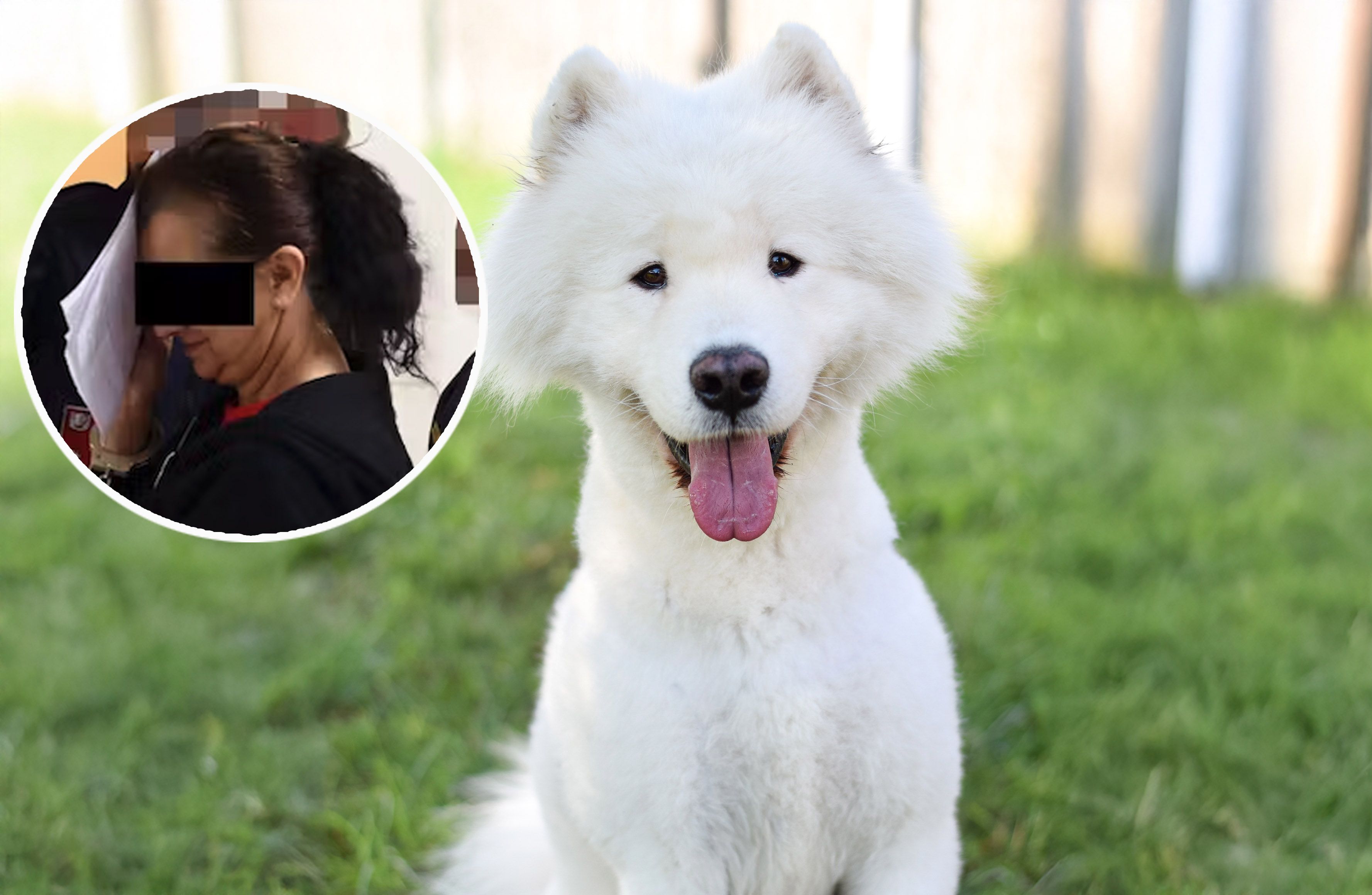 Heute.at - Besitzerin in Haft – Vierbeiner Oleg sucht neues Heim