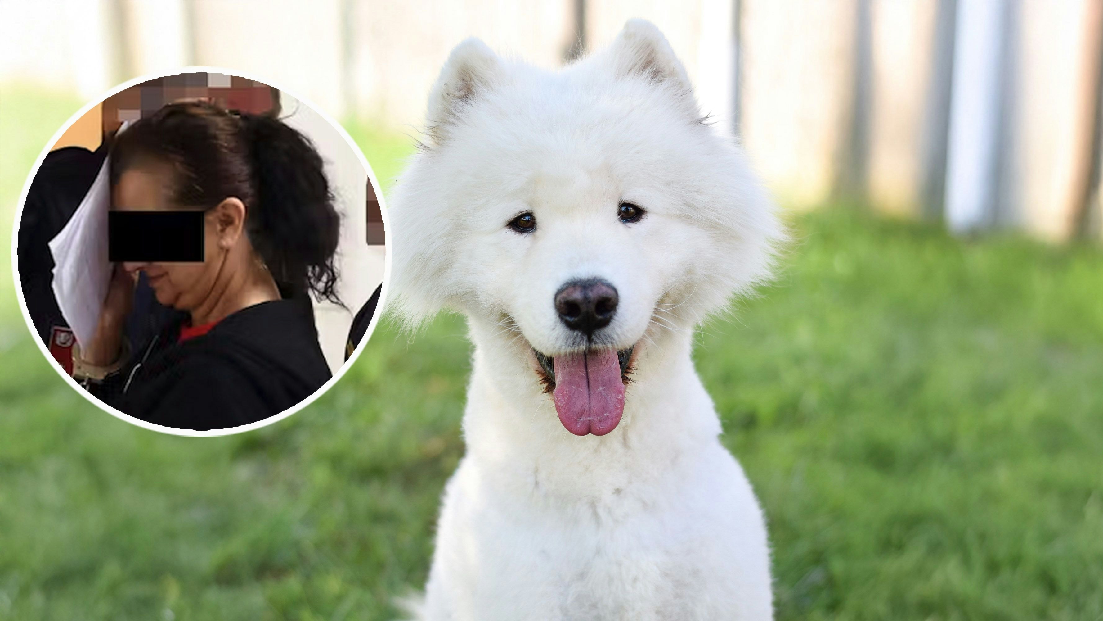 Heute.at - Besitzerin in Haft – Vierbeiner Oleg sucht neues Heim