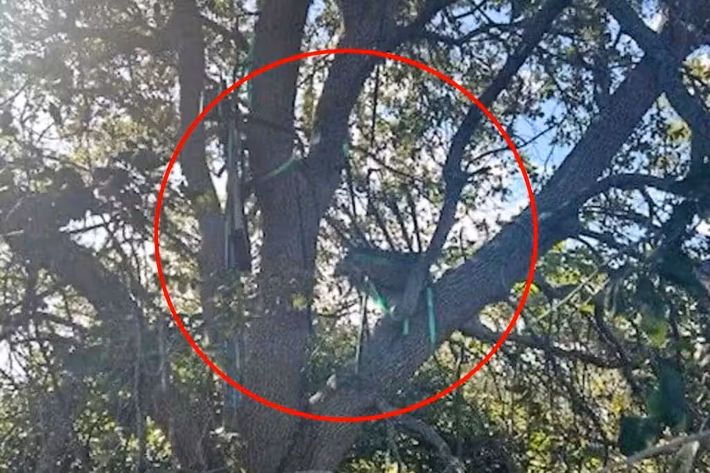 In Palm Beach entdeckte der Secret Service in einem Baum einen verdächtigen Stand mit direkter Sicht auf die Air Force One.