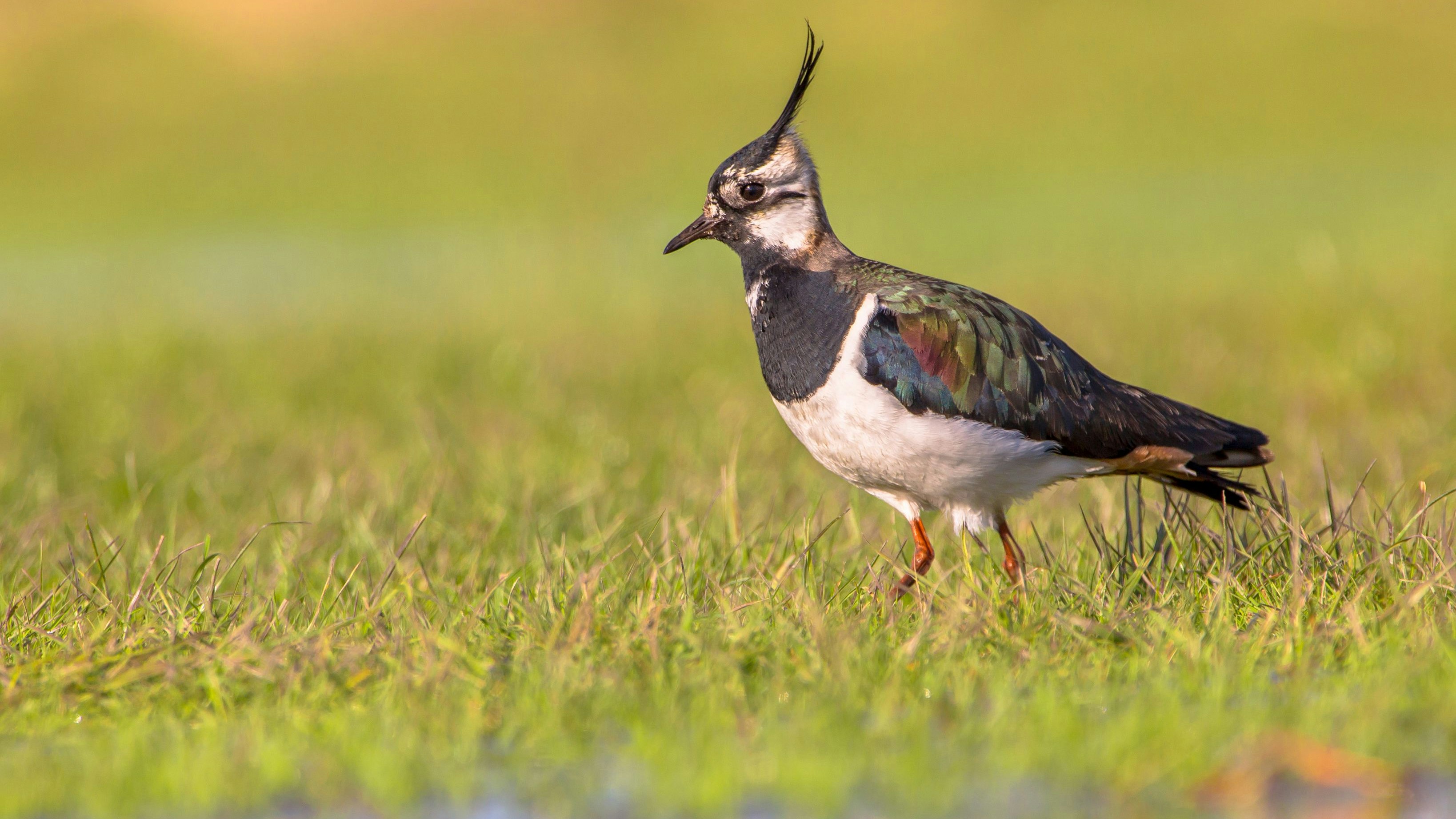 Heute.at - Das ist unser Vogel des Jahres 2026