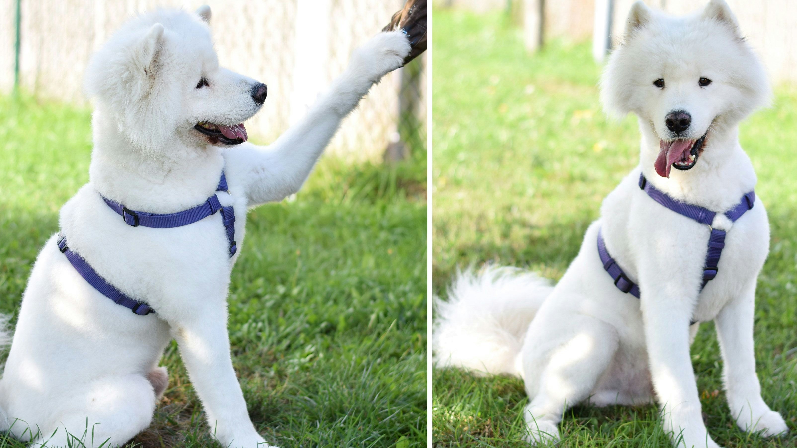 Besitzerin in Haft – Samojede "Oleg" sucht neues Zuhause