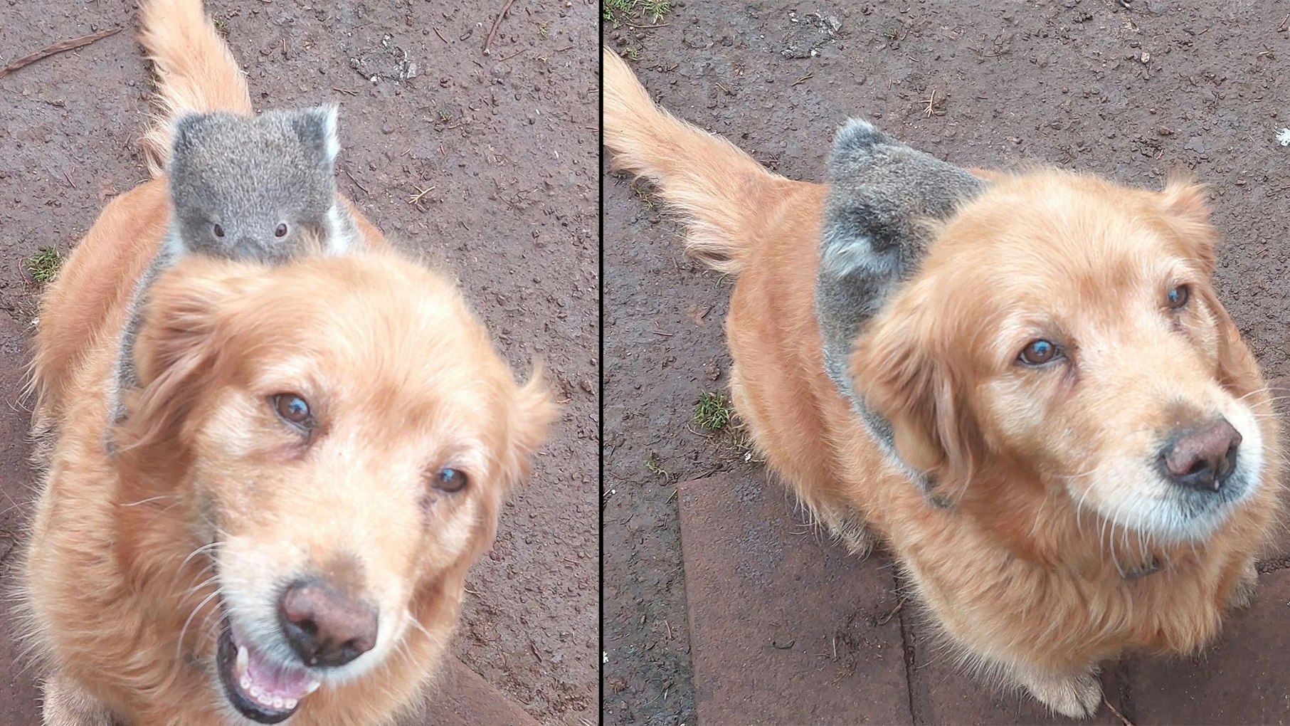 Heute.at - Goldie-Hündin wurde wohl von diesem Baby verwechselt