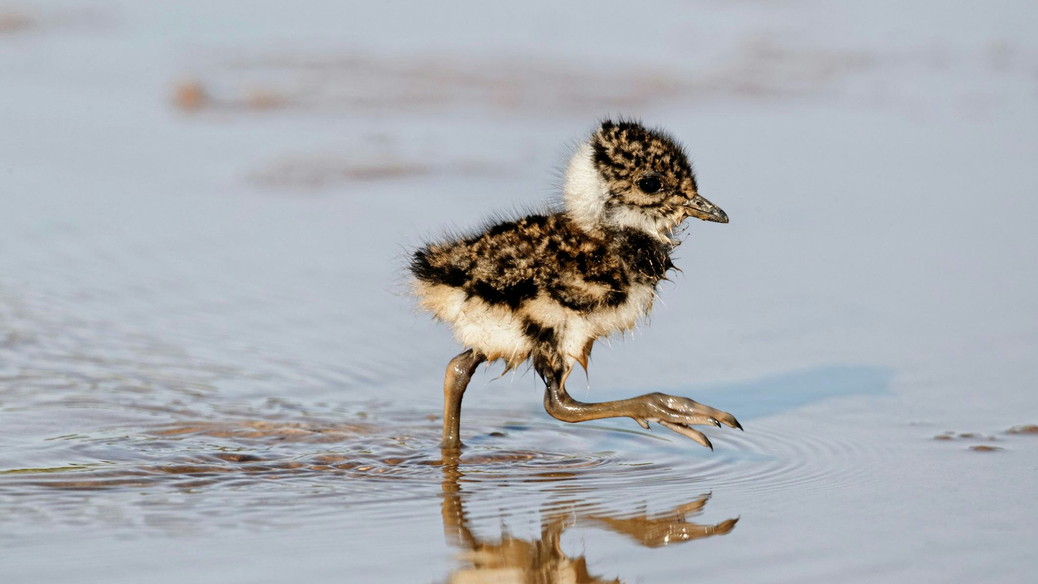 Die Küken sind ja besonders niedlich, oder? 