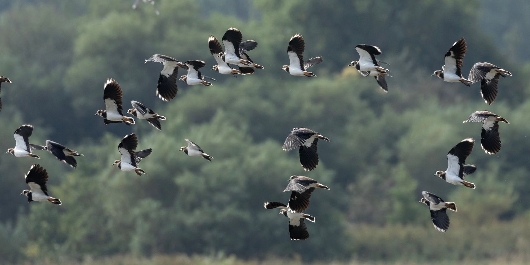 Obwohl der Kiebitz ein Bodenbrüter ist und auch kleine Bodentiere als Beute bevorzugt, ist er ein guter Flieger.