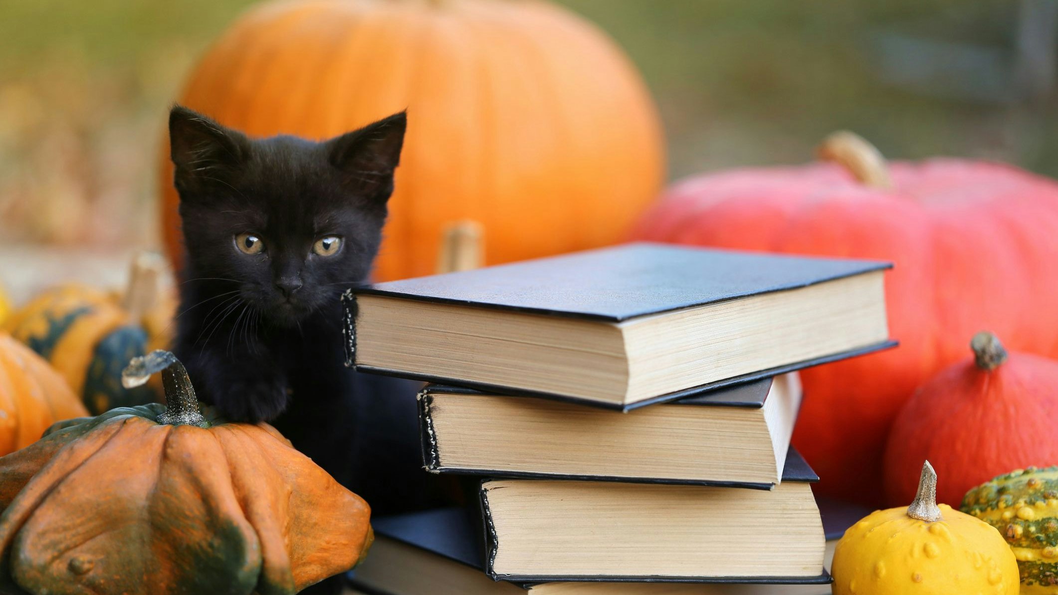 Heute.at - Hier bekommst du keine schwarzen Katzen zu Halloween