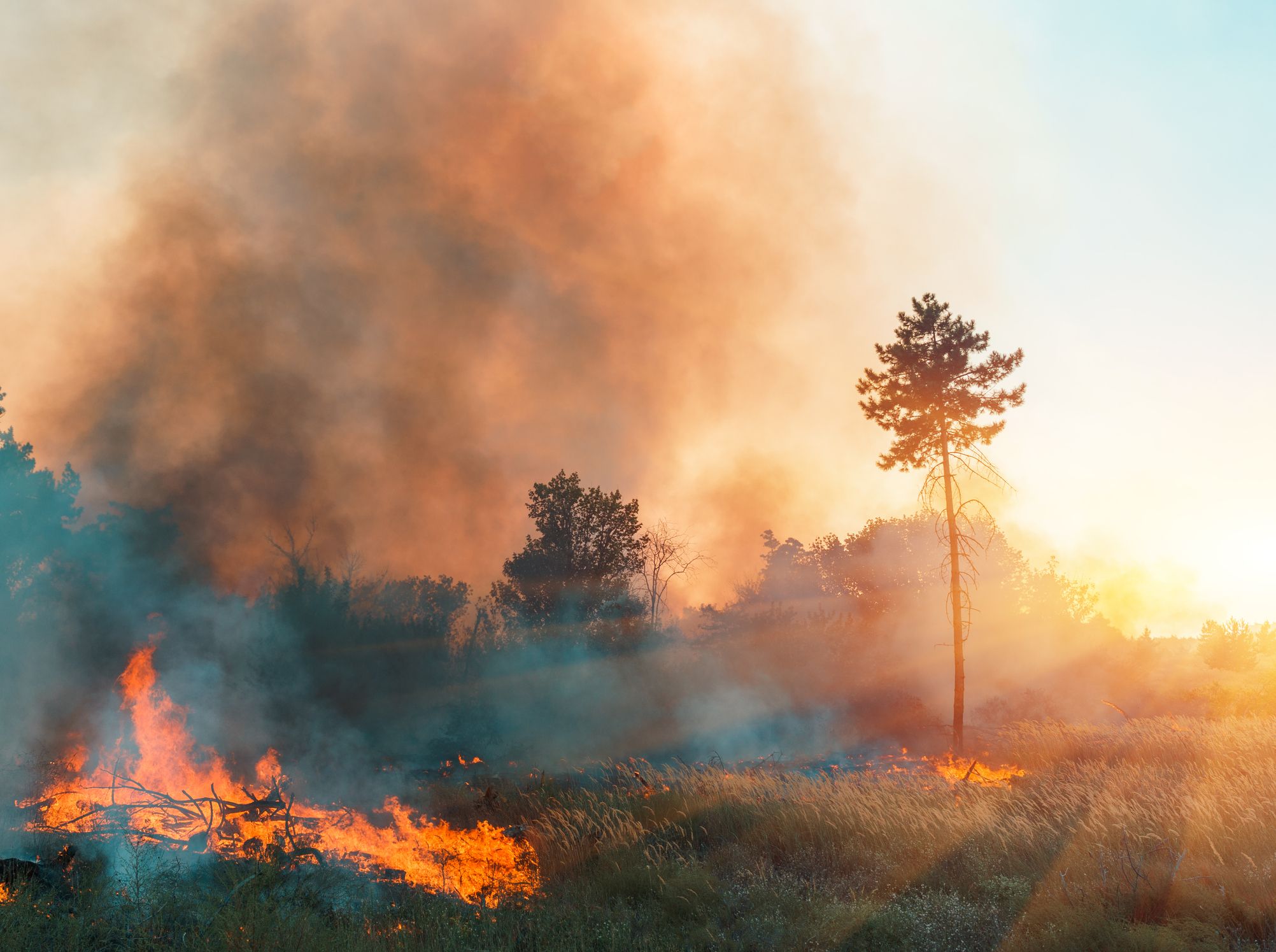 Zerstörungs-Rekord: 3,7 Mio. Quadratkilometer gingen im Vorjahr weltweit in Flammen auf.