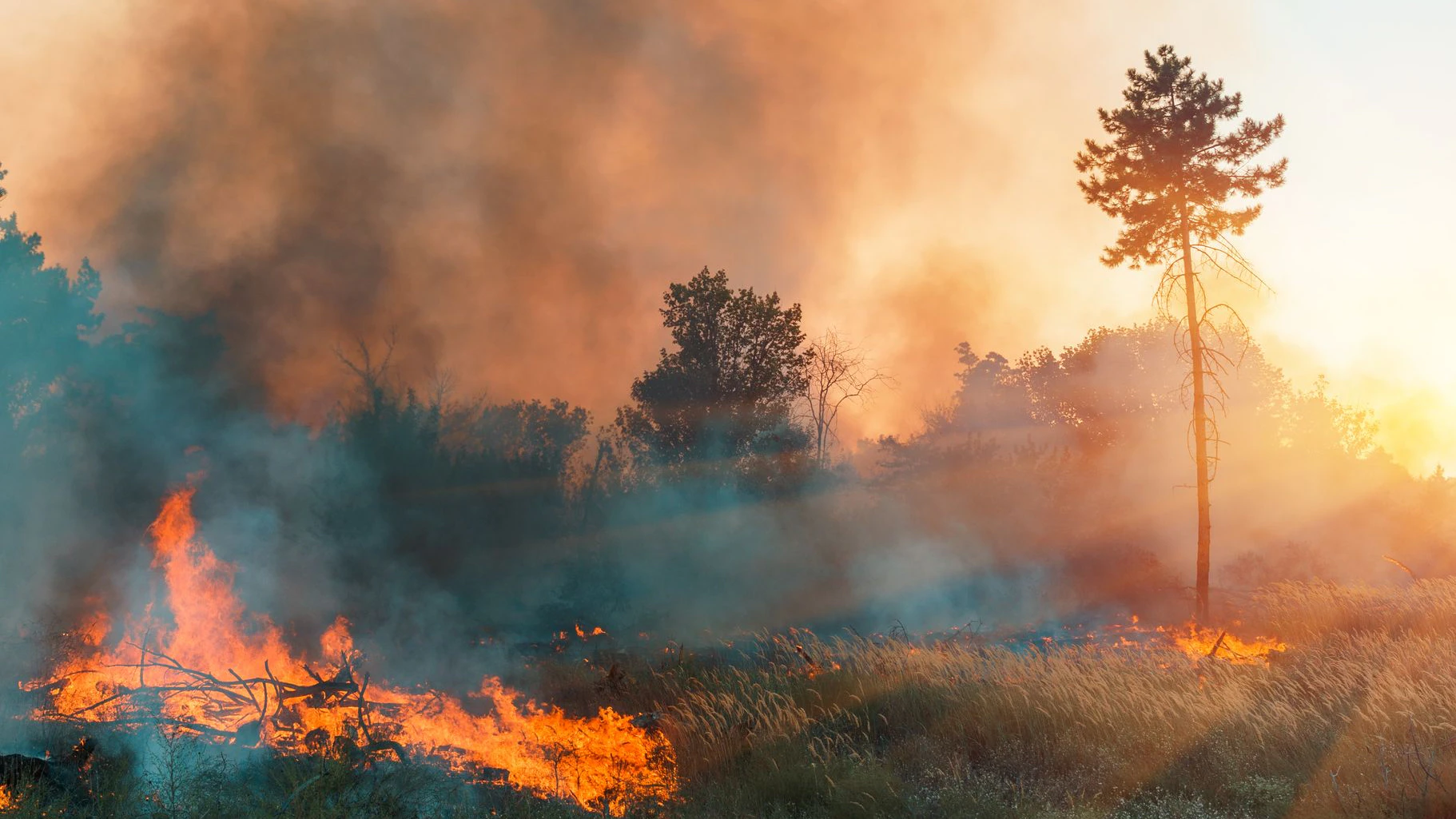 Forest fire. fallen tree is burned to the ground a lot of smoke when vildfire