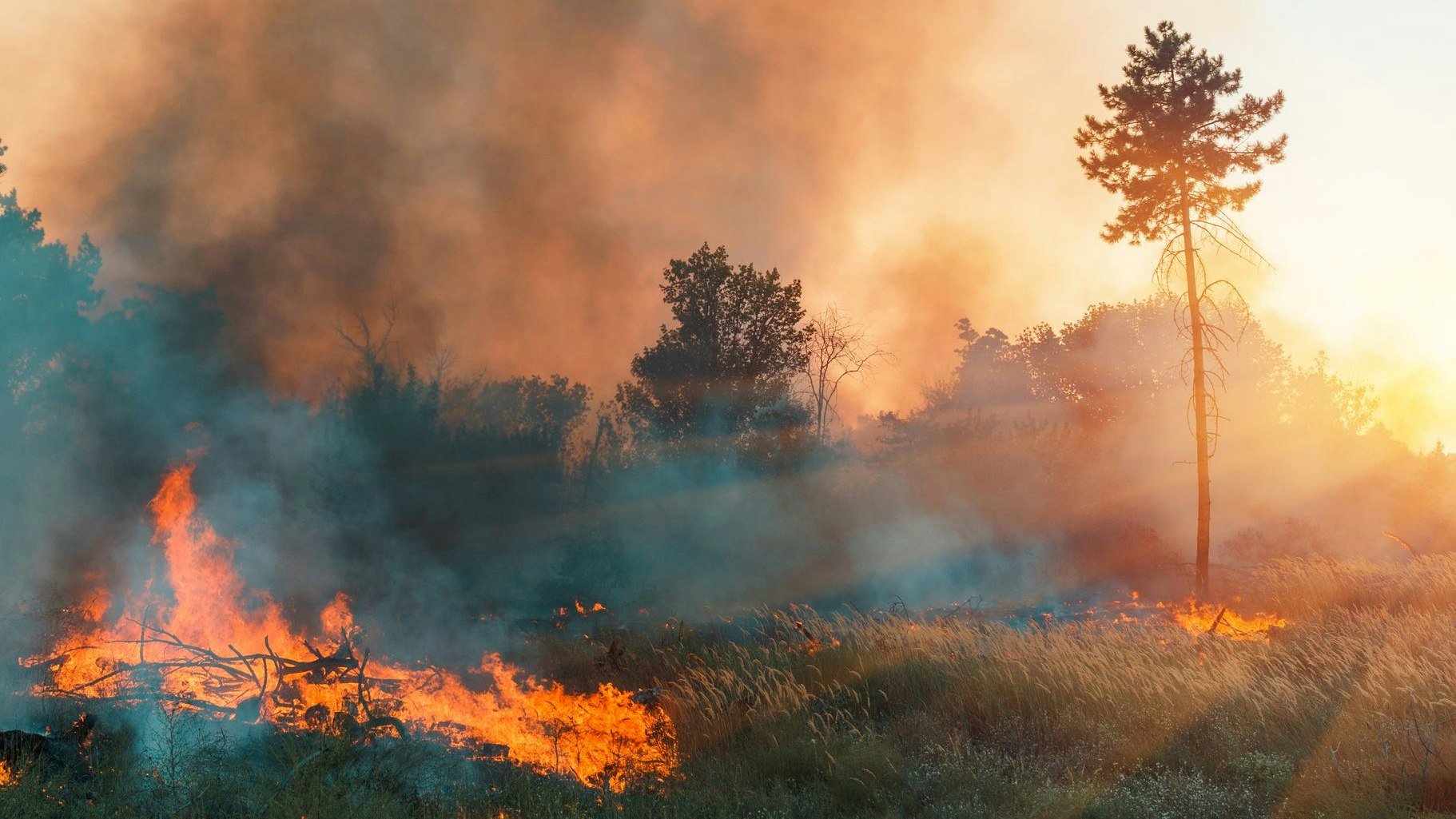 Heute.at - Waldbrände – zerstörte Fläche so groß wie gesamte EU