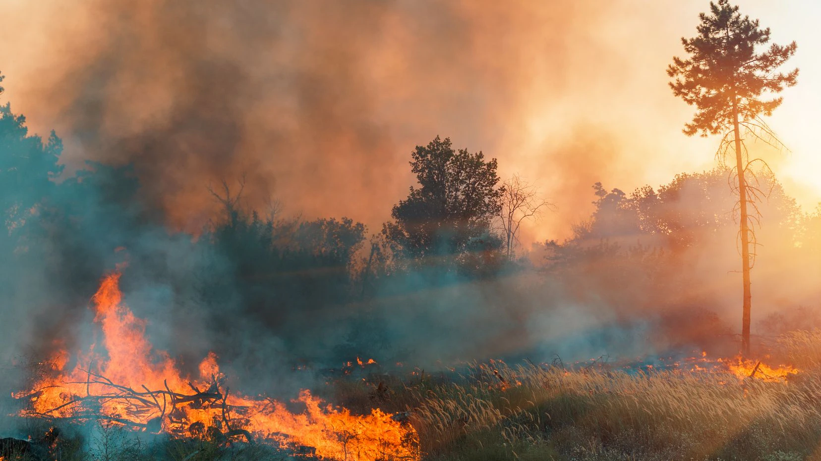 Forest fire. fallen tree is burned to the ground a lot of smoke when vildfire