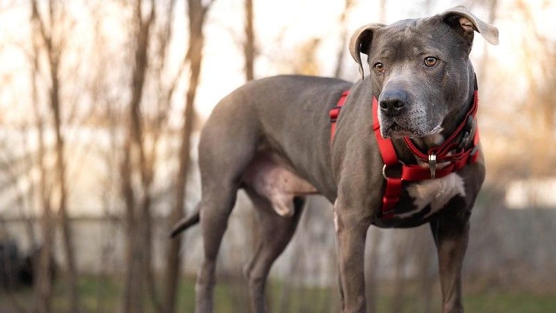 Mit zwölf Jahren darf "Mawish" endlich sein eigenes Körbchen haben. 