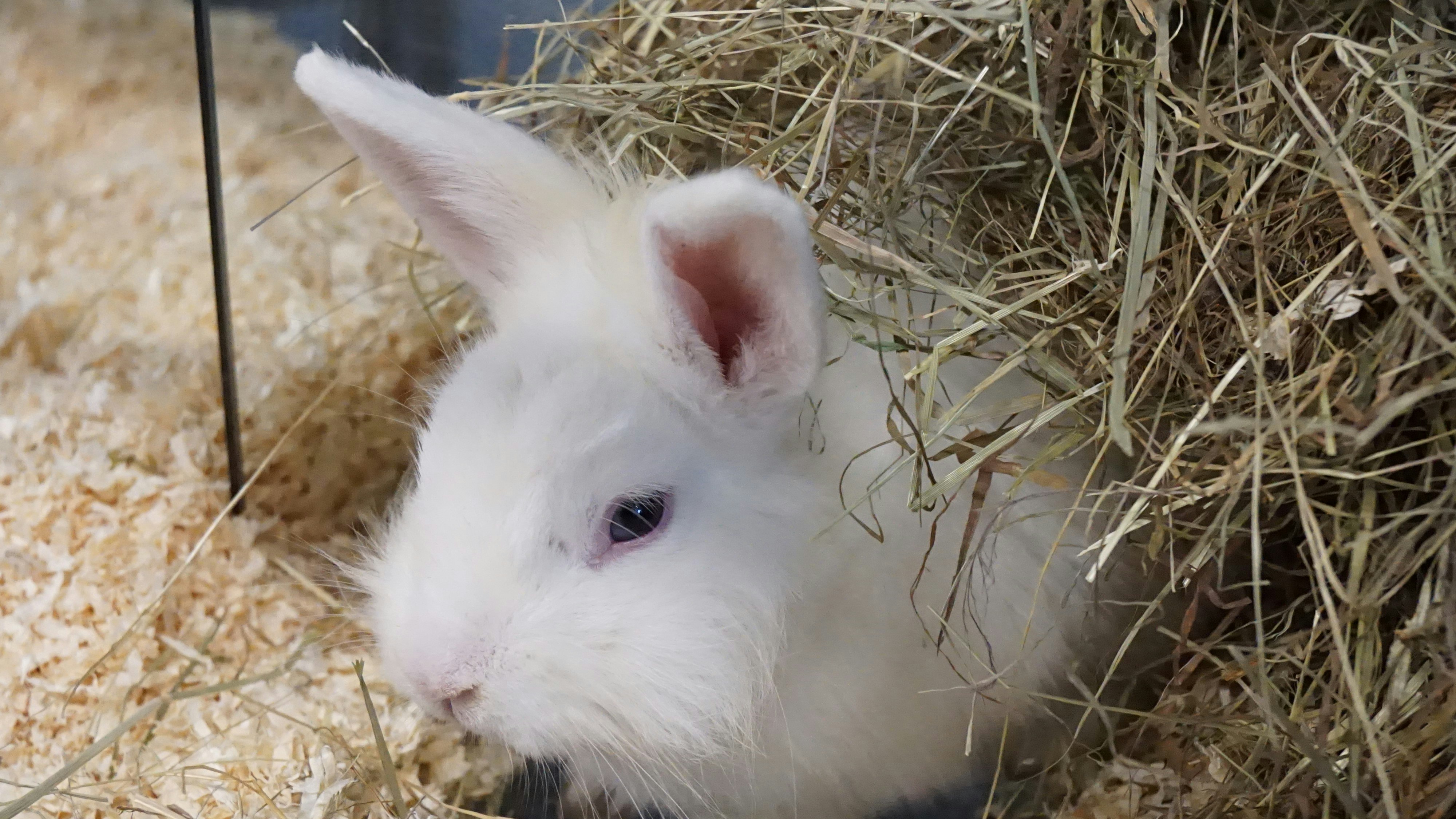 Heute.at - Findet Franzl hier seine Sisi?