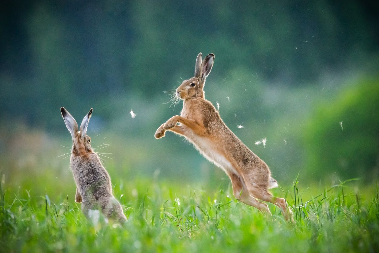 Heute.at - Zahlreiche Hasenopfer durch Seuche – Trotzdem Jagd?