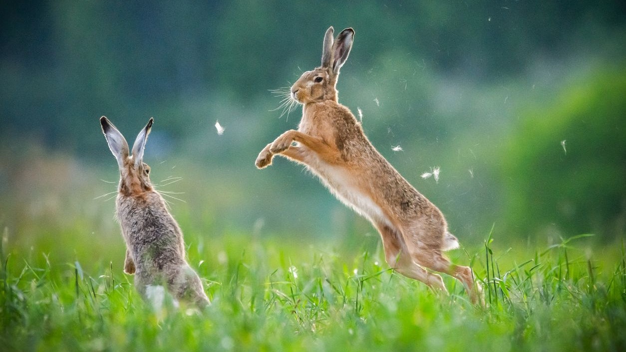 Heute.at - Zahlreiche Hasenopfer durch Seuche – Trotzdem Jagd?