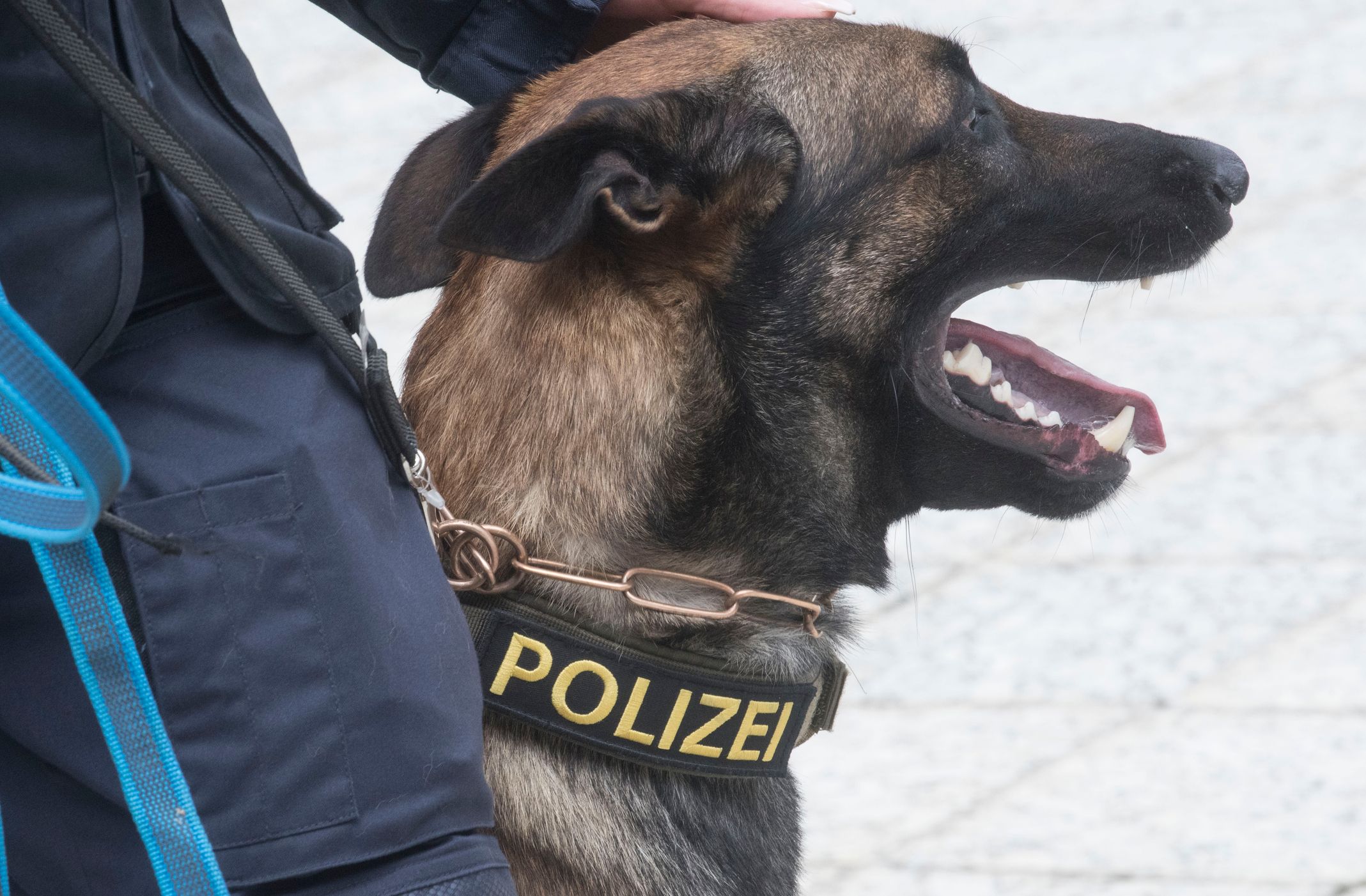 Ein Polizeispürhund stieß auf kiloweise Drogen. (Symbolbild)