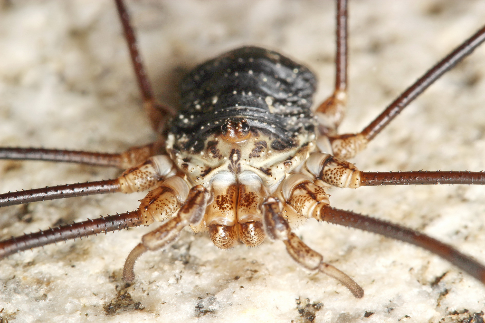 Heute.at - Frostschutz-Spinne ist einzigartig in Österreich