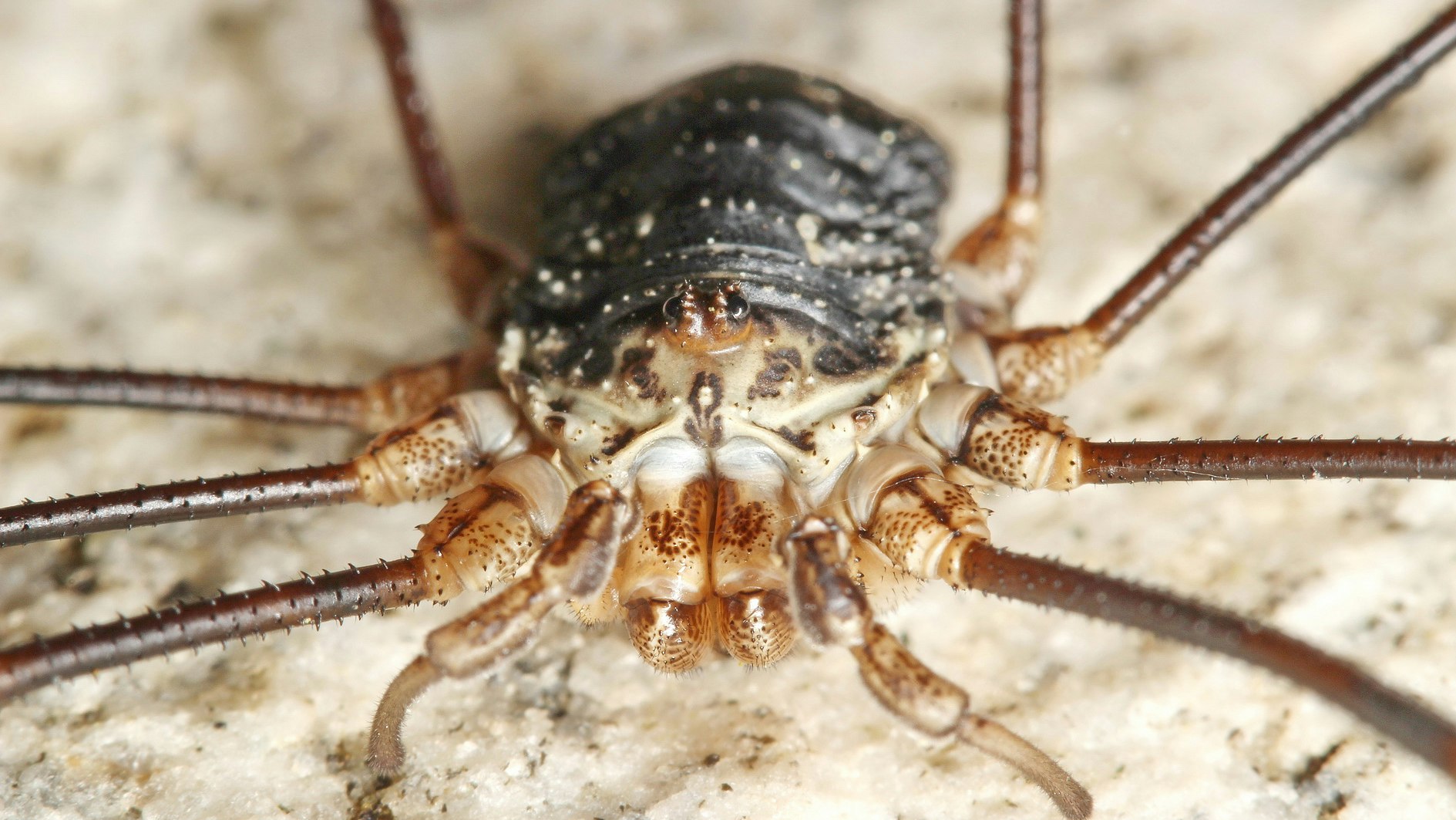Heute.at - Frostschutz-Spinne ist einzigartig in Österreich