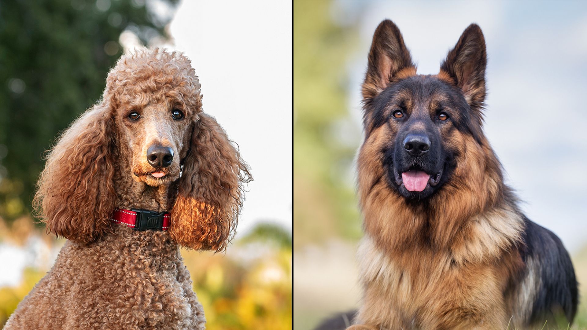Heute.at - Das passiert, wenn sich Schäferhund und Pudel liebhaben