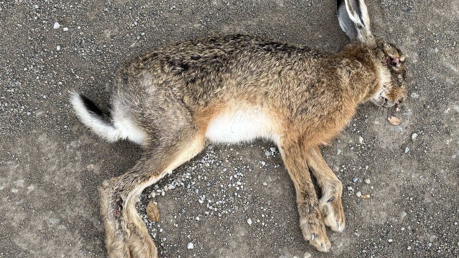 Die Jagdsaison belastet die abnehmende Feldhasenpopulation noch zusätzlich extrem. 