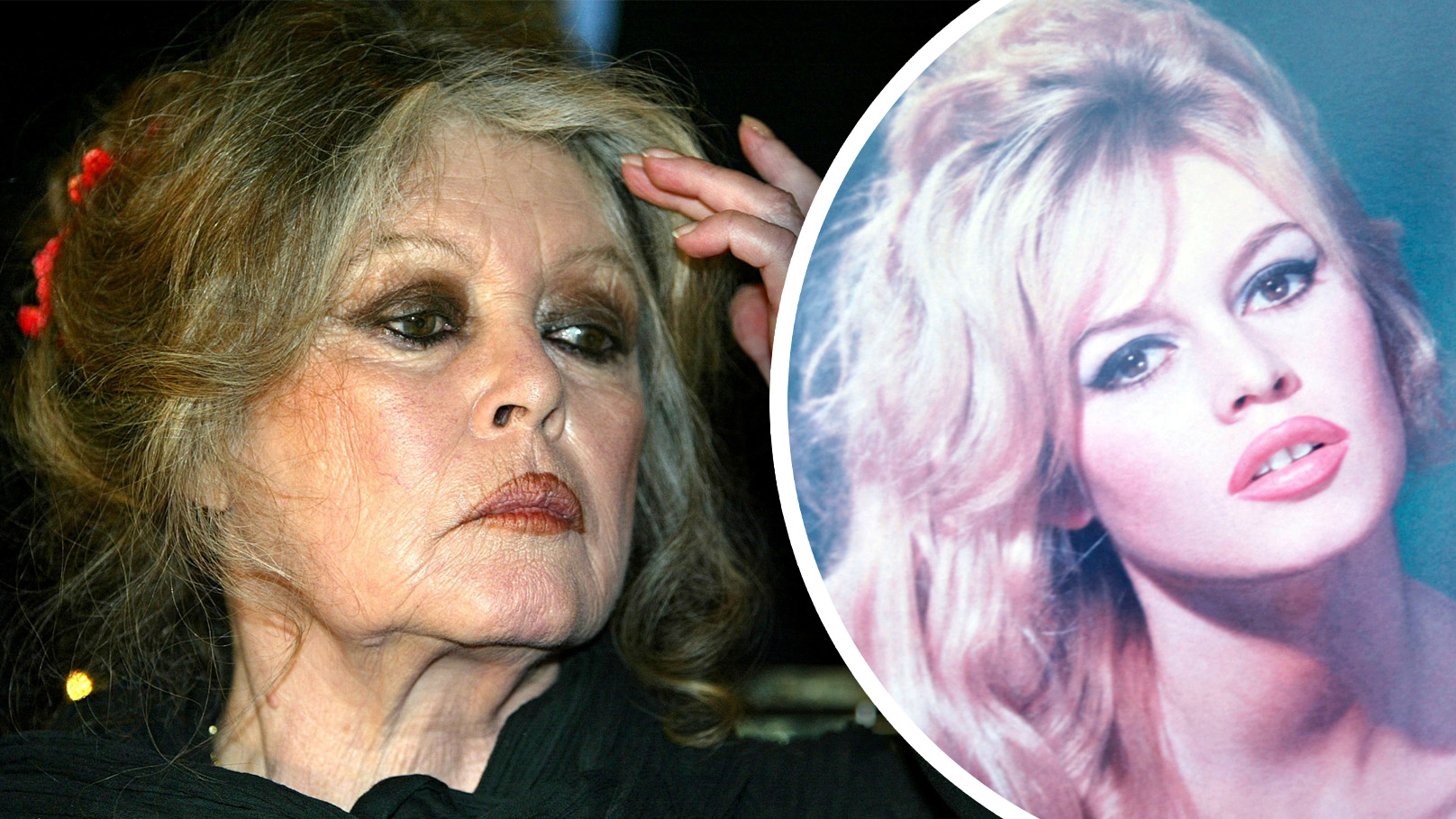 Heute.at - Zwei Operationen! Todesursache von Bardot ist jetzt fix