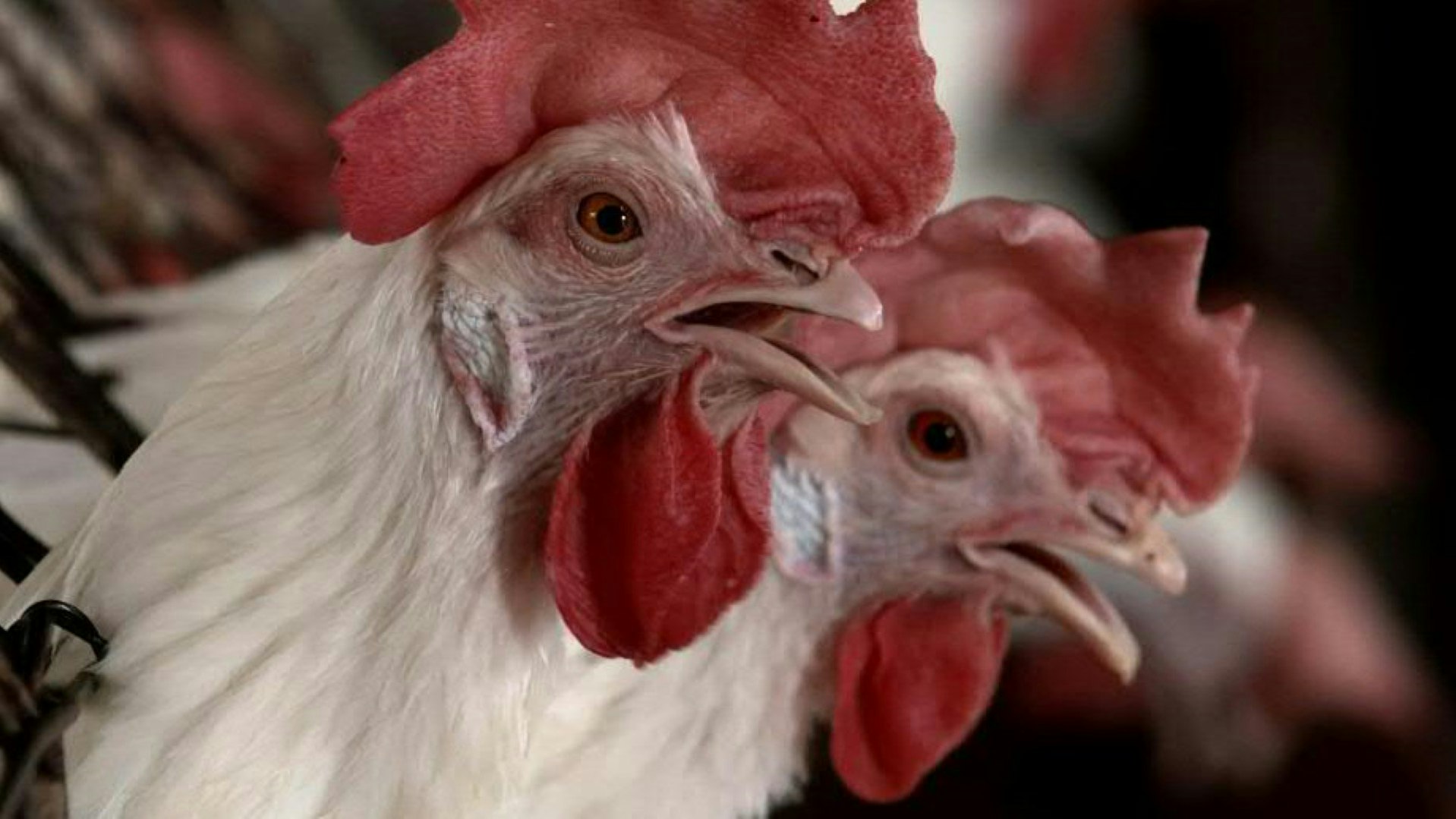 Heute.at - Erster Nachweis: Vogelseuche hat Haustiere erreicht