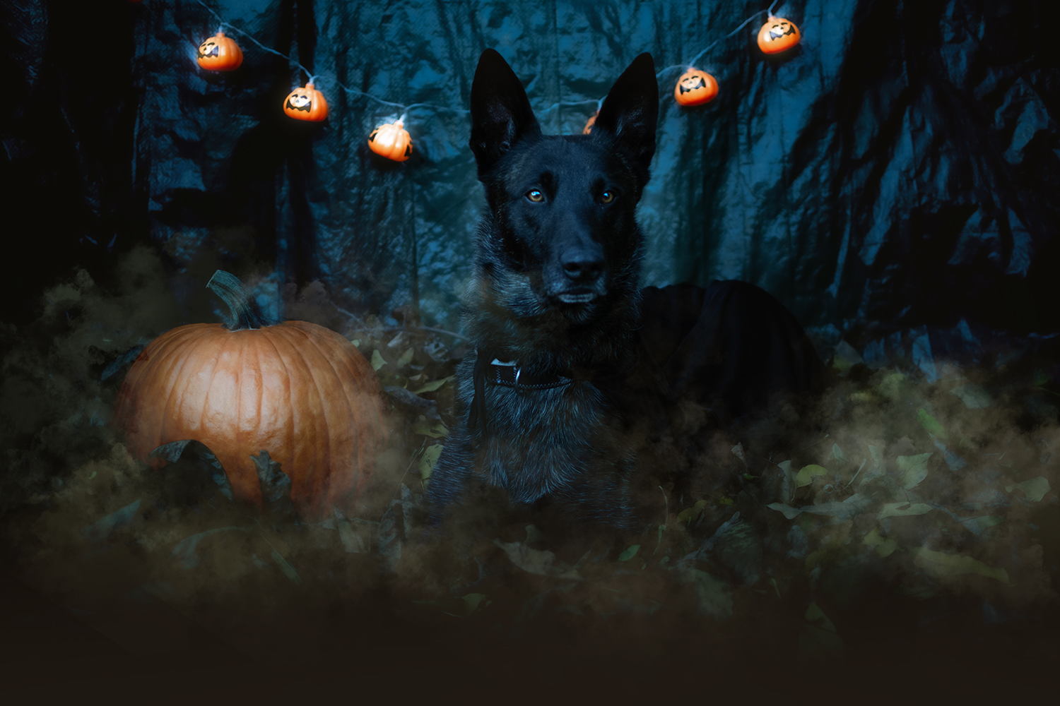 Heute.at - Das sind eure Gruselschnauzen 2025