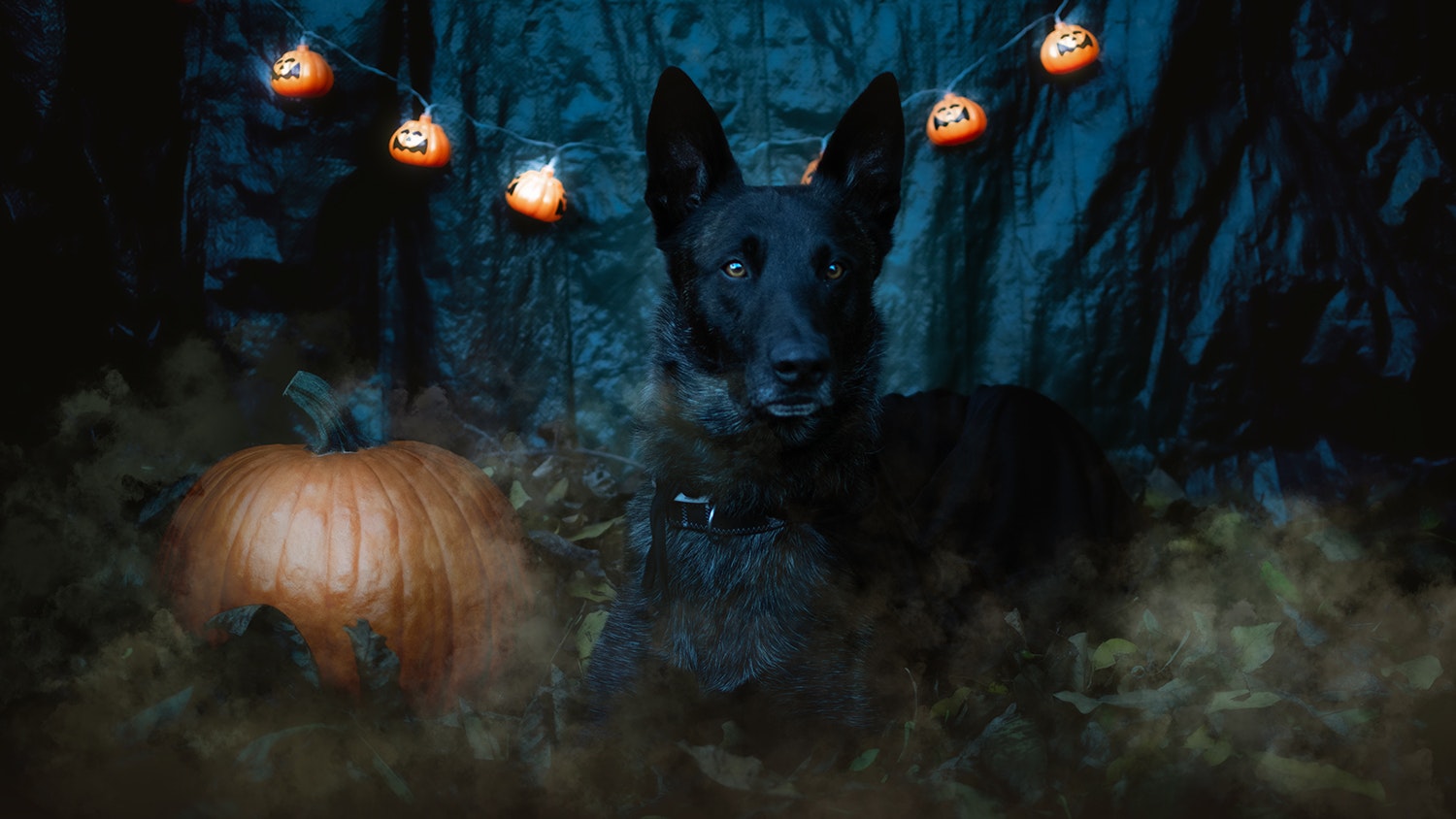 Heute.at - Das sind eure Gruselschnauzen 2025