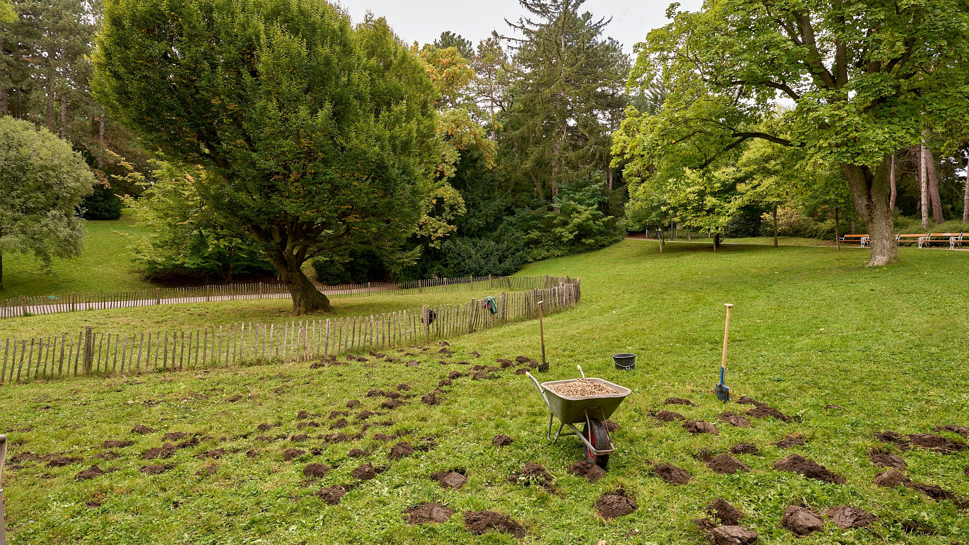 Die Wiener Stadtgärten pflanzen Blumenzwiebeln für das Frühjahr.