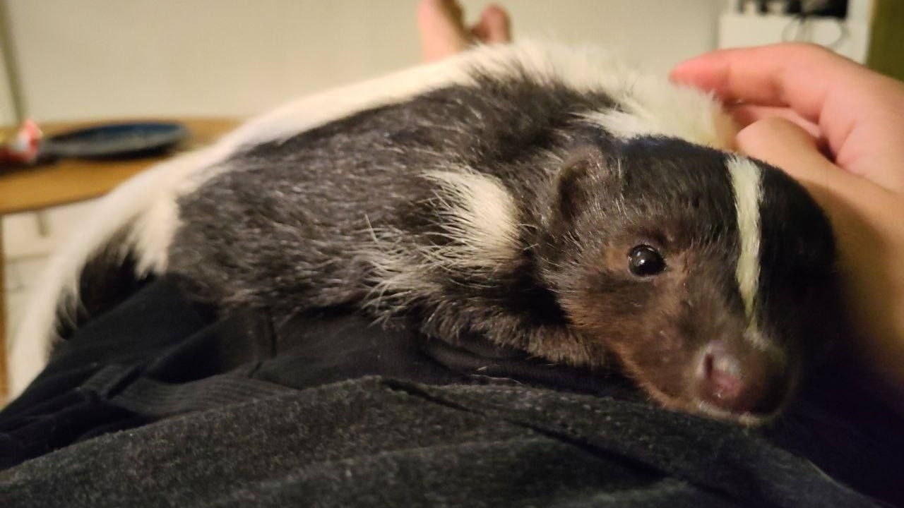 In seiner vertrauten Umgebung scheint Puck handzahm zu sein. 