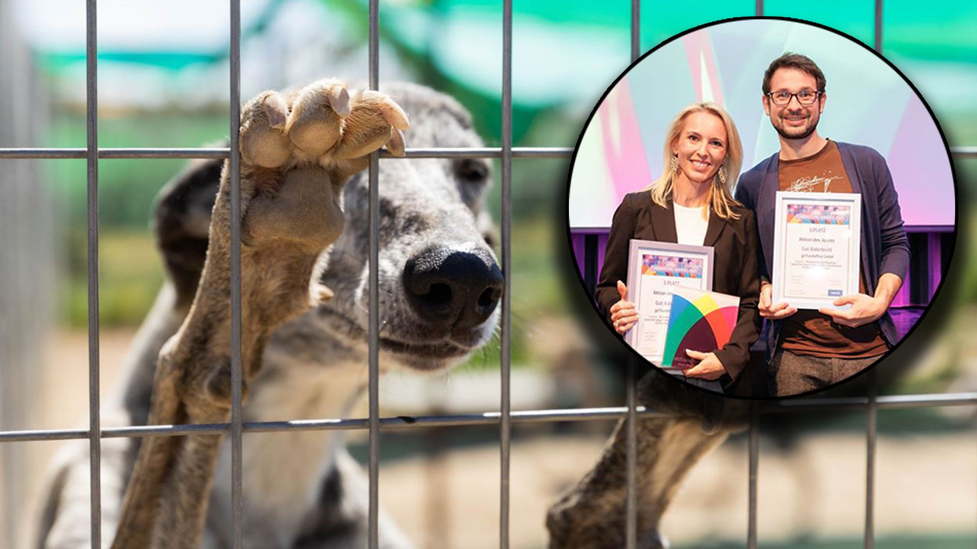 Spanische Windhunde – allen voran die Galgos – brauchen viel mehr Mitgefühl und Aufmerksamkeit.