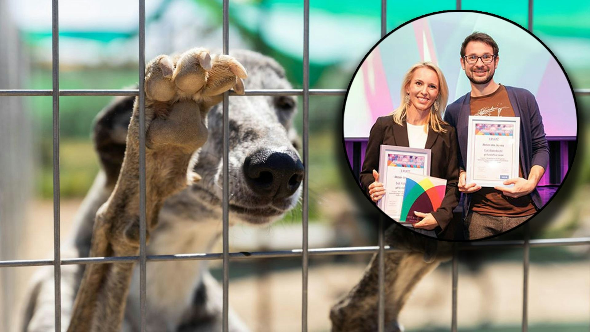 Heute.at - Diese Aktion des Jahres soll Hundequal beenden