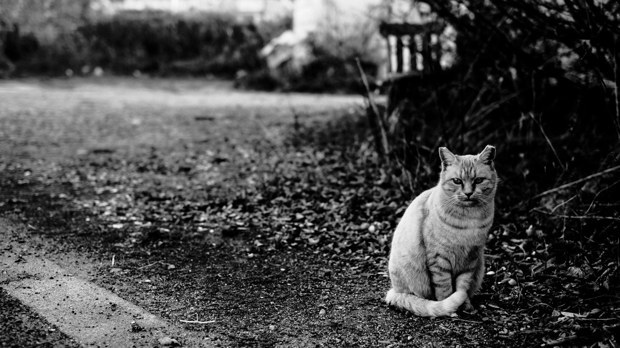 Heute.at - Mann wegen toter Katze gekündigt! Klage an Arbeitgeber