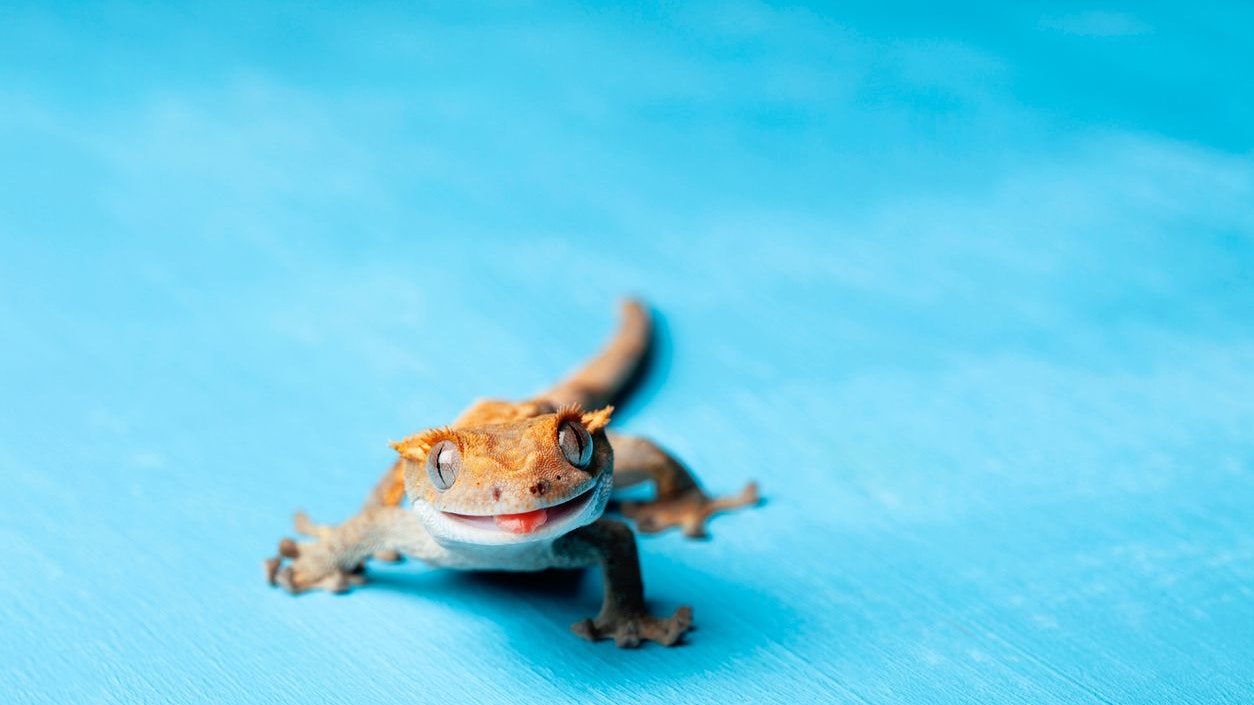 Heute.at - Guck, Guck – Dieses Tier überlebte im Rucola-Salat