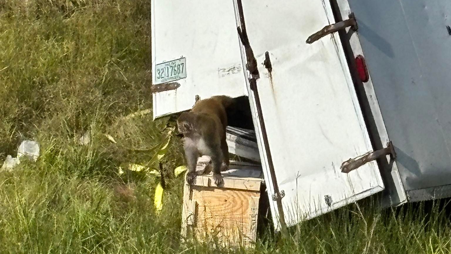 Heute.at - Labor-Affen nach Crash aus LKW ausgebrochen