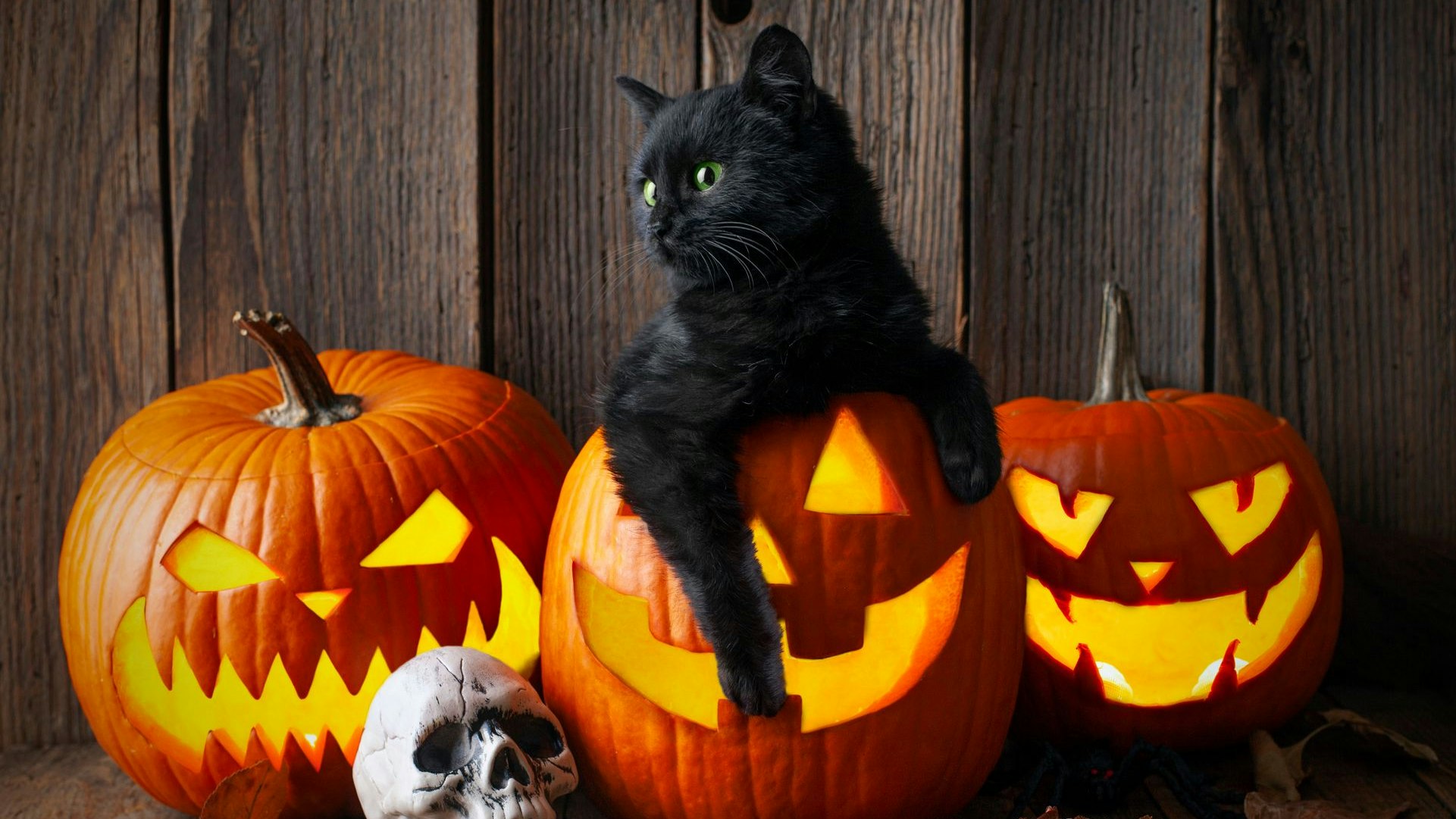 Heute.at - Gruselwoche! Lass deine dunkle Katze unbedingt drinnen